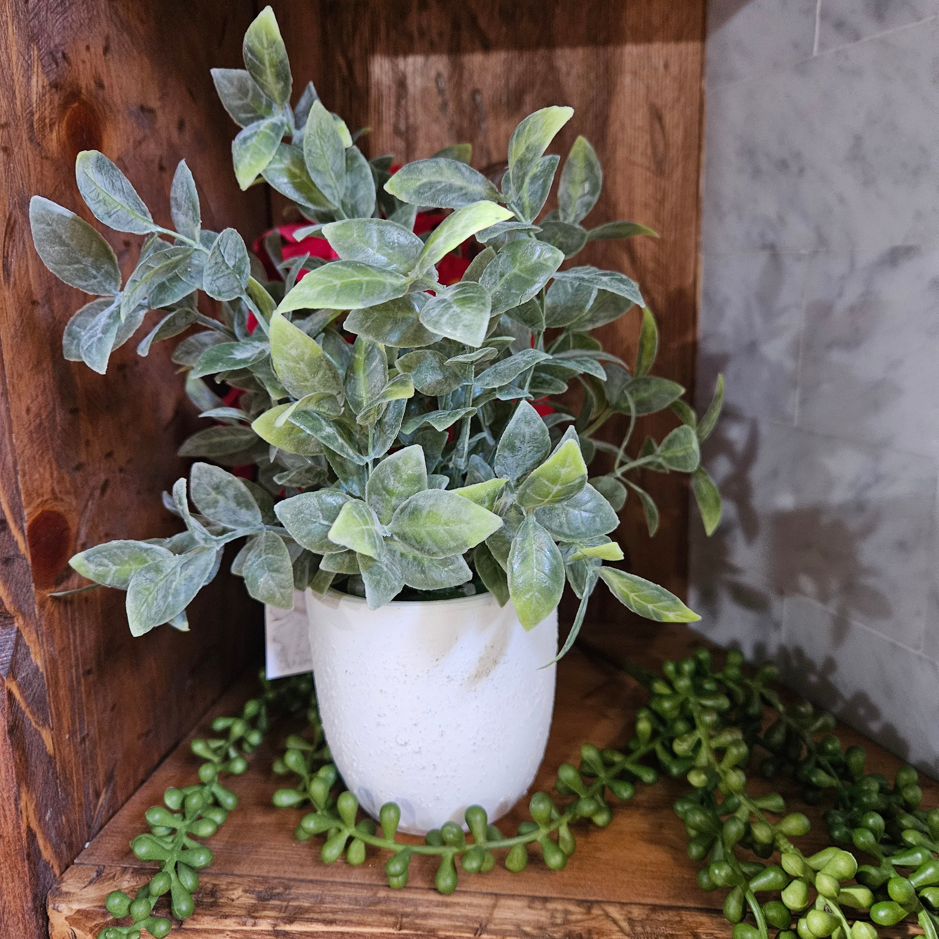 Faux Powdered Tea Leaf Plant in a White Washed Terracotta Pot