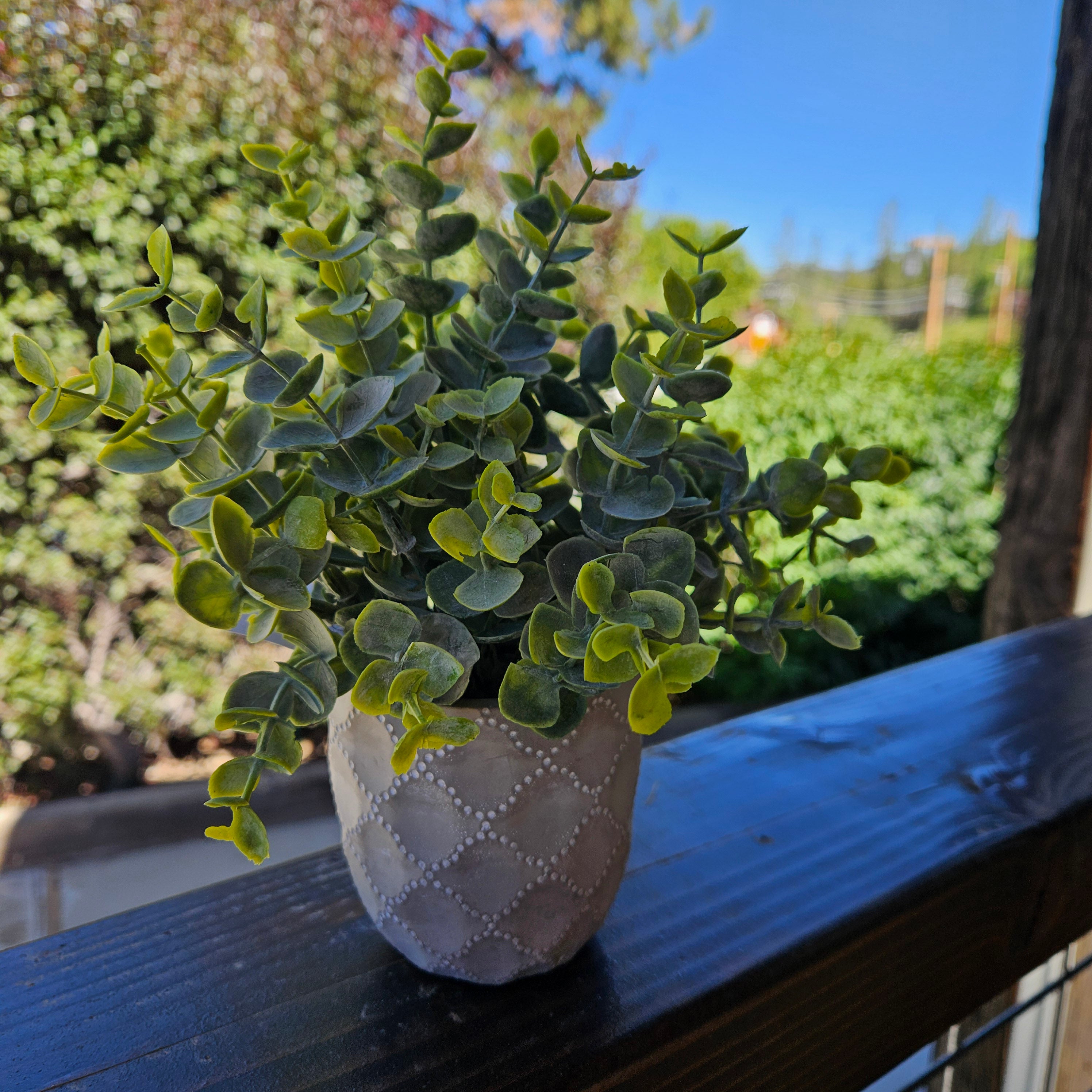 Faux Powdered Euc Plant in a Quatrefoil Design Cement Pot