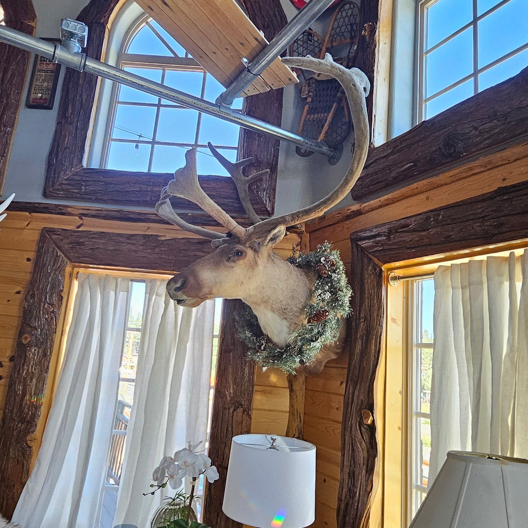 Vintage Caribou Taxidermy Shoulder Mount Large  Wall Decor