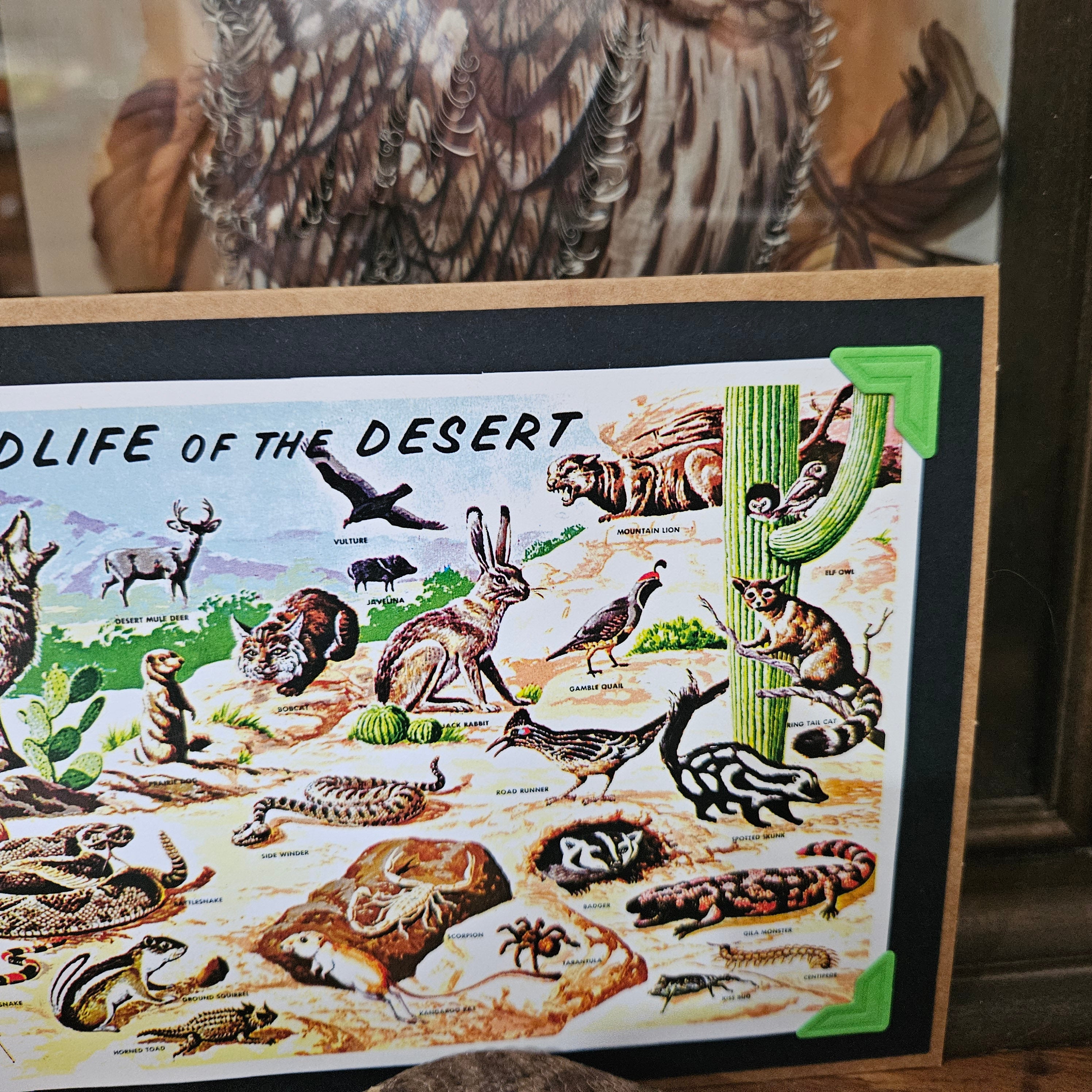 Beautifully Hand Crafted Custom Created Greeting Card Series by Diane Stegman "Wildlife of the Desert"