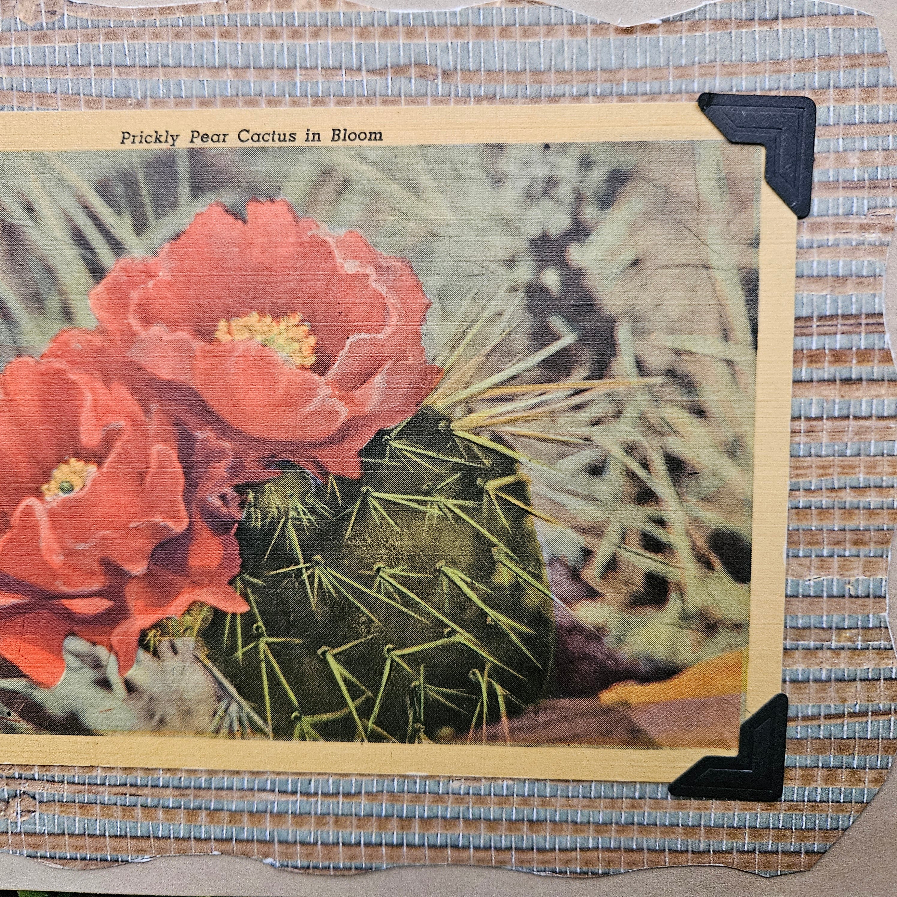 Beautifully Hand Crafted Custom Created Greeting Card Series by Diane Stegman "Prickly Pear Cactus in Bloom"
