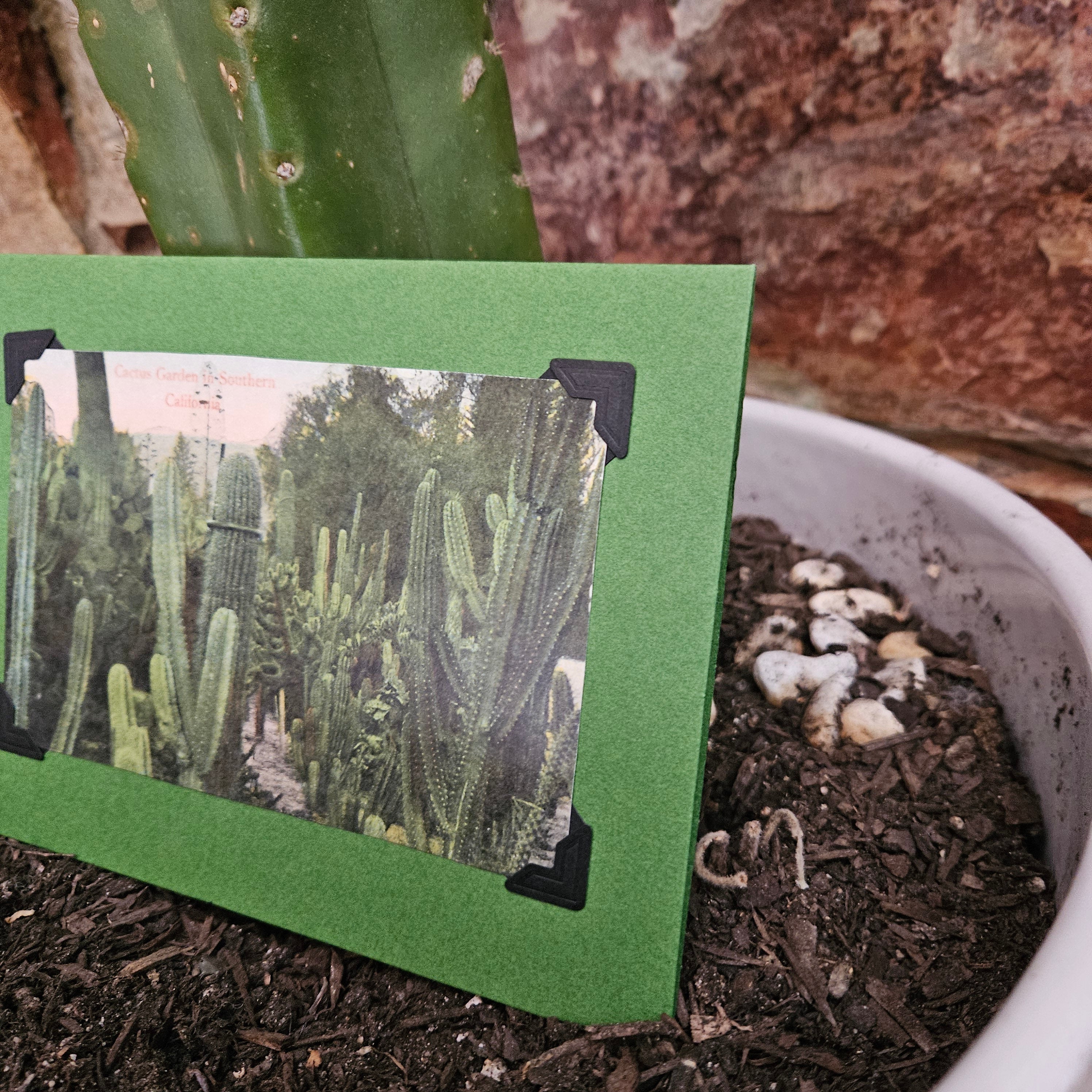 Beautifully Hand Crafted Custom Created Greeting Card Series by Diane Stegman "Cactus Garden in Southern California"
