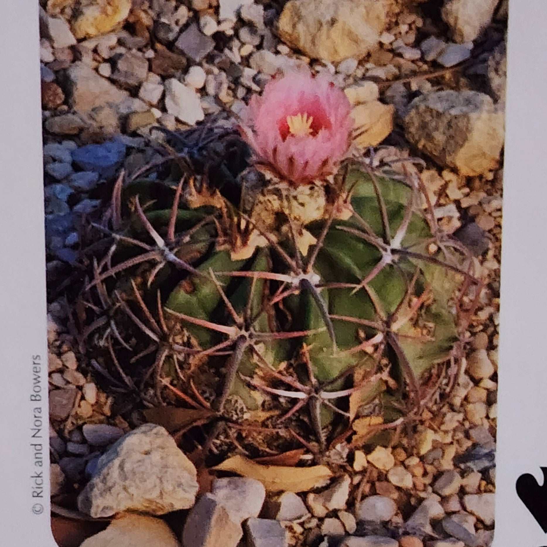 Beautifully Hand Crafted Custom Created Greeting Card Series by Diane Stegman "Horse Crippler Cactus"
