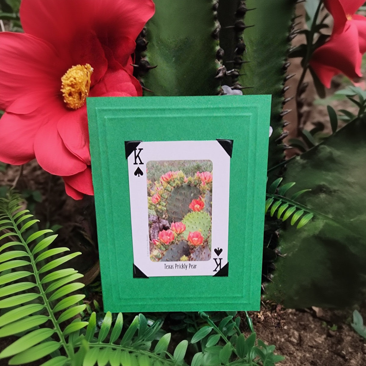 Beautifully Hand Crafted Custom Created Greeting Card Series by Diane Stegman "Texas Prickly Pear"