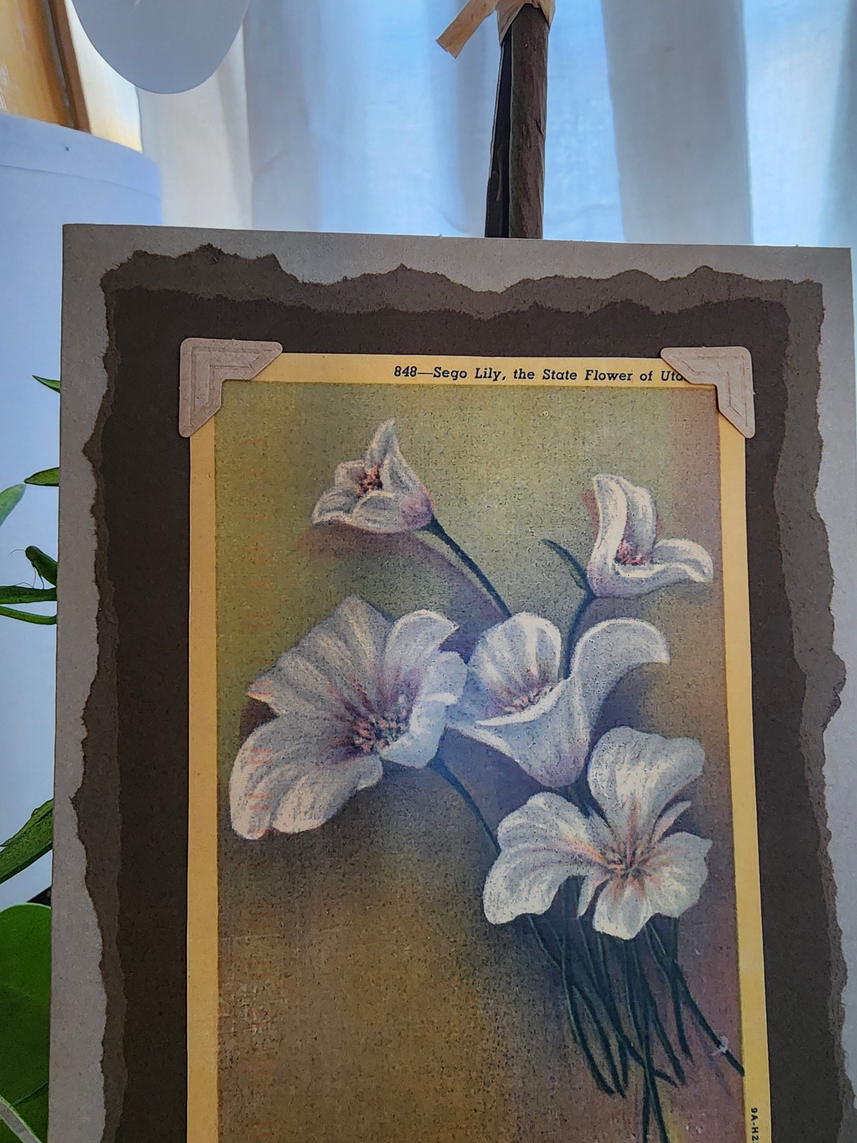 Beautifully Hand Crafted Custom Created Greeting Card Series by Diane Stegman "Sego Lily"