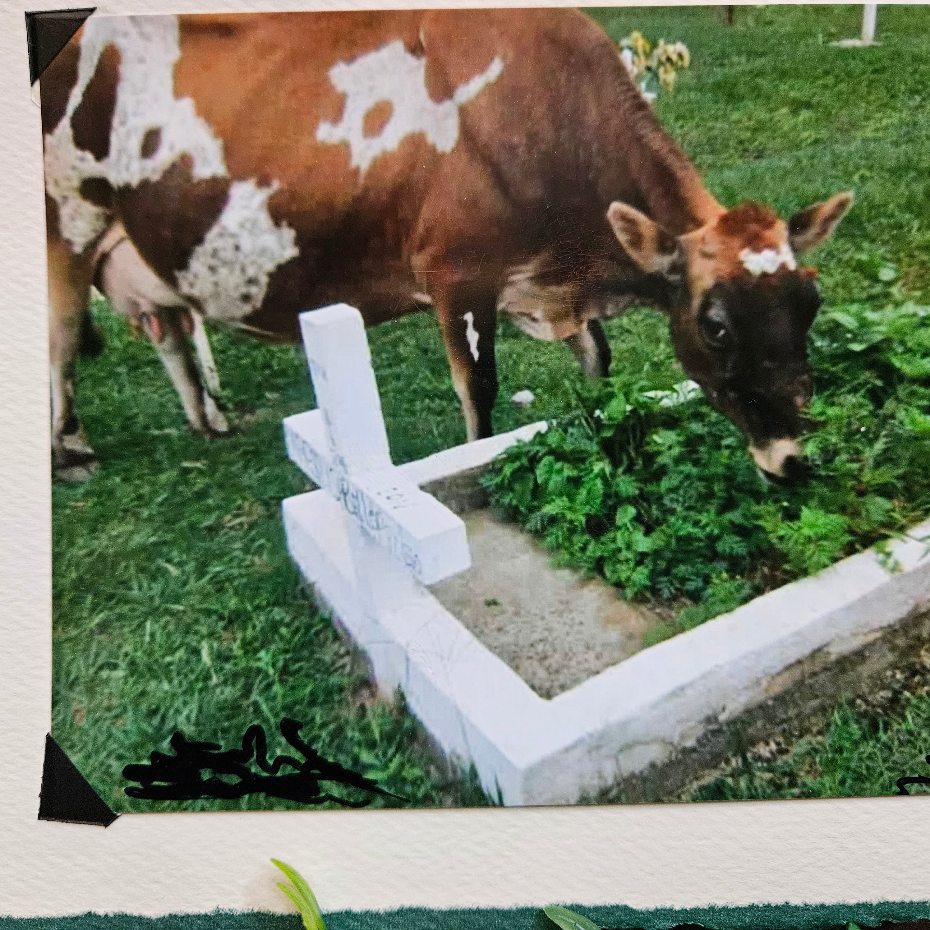 Beautifully Hand Crafted Custom Created Greeting Card Series by Diane Stegman "Happy Cow"