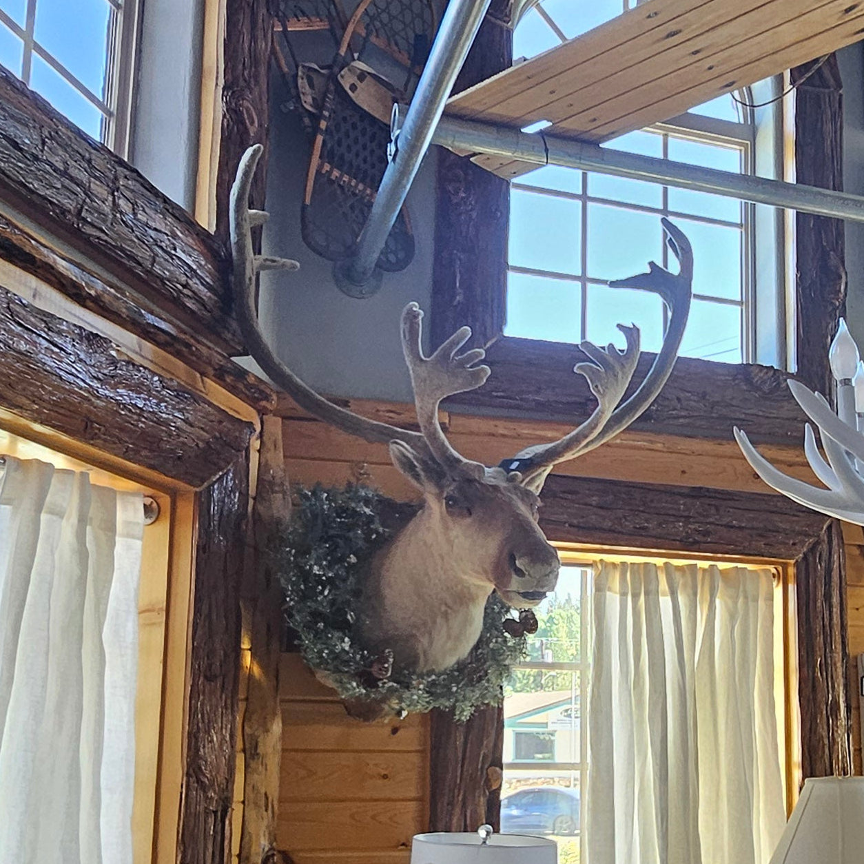 Vintage Caribou Taxidermy Shoulder Mount Large  Wall Decor