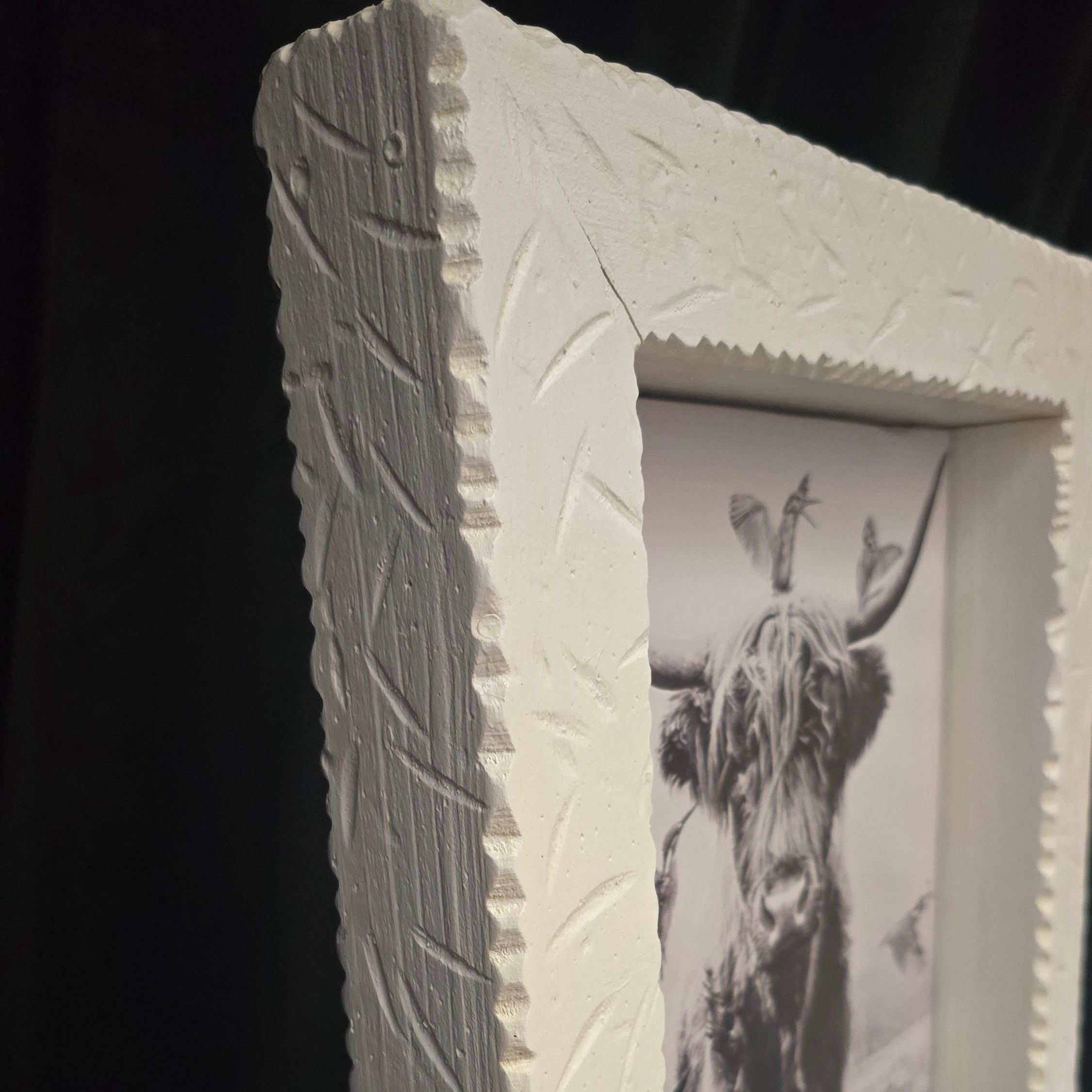 Black and White Highland Cow with Hummingbirds