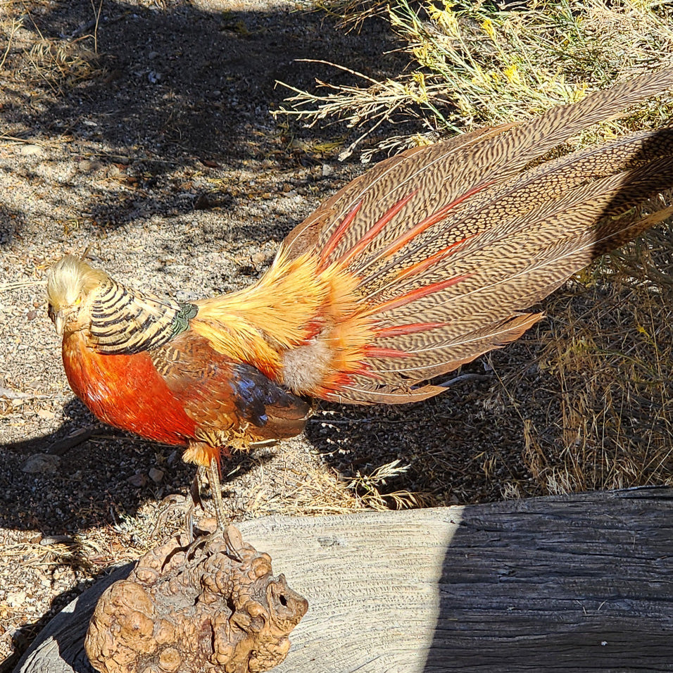 vintage Red Golden Pheasant taxidermy mount with long flowing tail feathers perched on natural burl wood base rustic lodge decor display