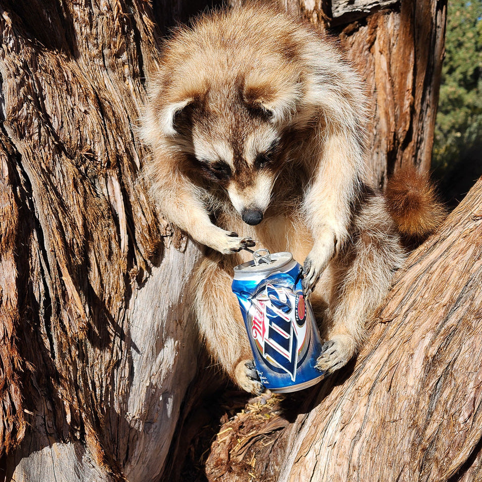 Taxidermized Racoon with a Miller Lite Beer Can Trophy