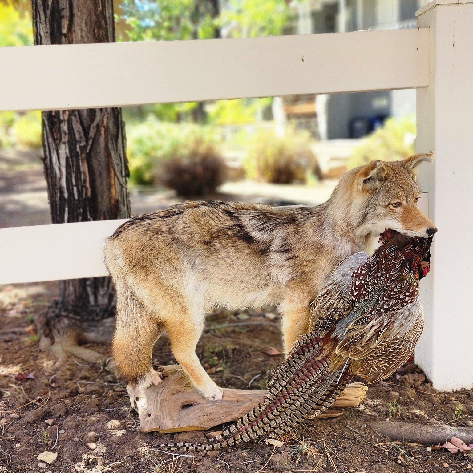 Vintage Full Body Coyote Taxidermy Mount Posed with Pheasant in His Mouth