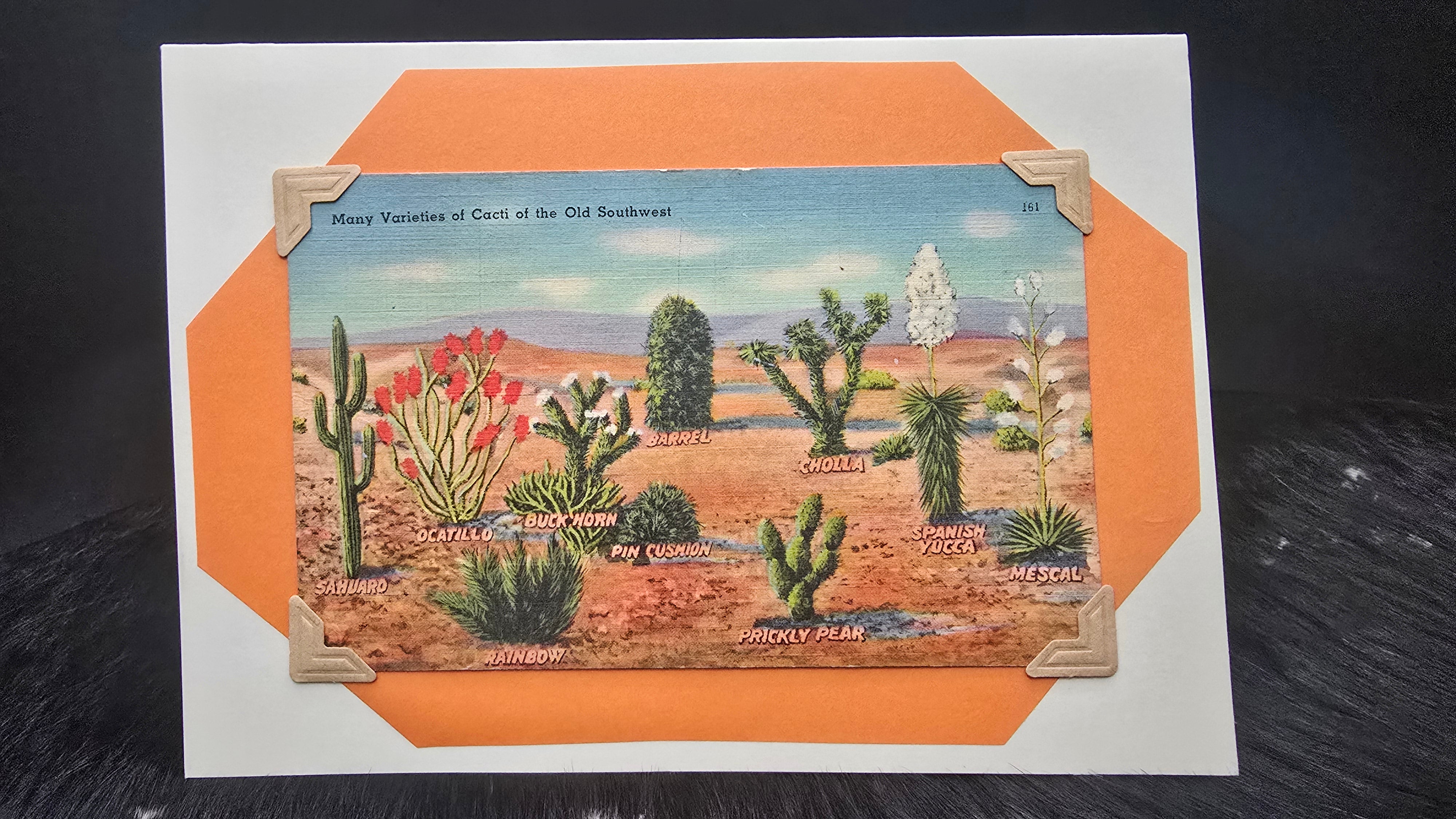 Beautifully Hand Crafted Custom Created Greeting Card Series by Diane Stegman "Cacti of the Old Southwest"