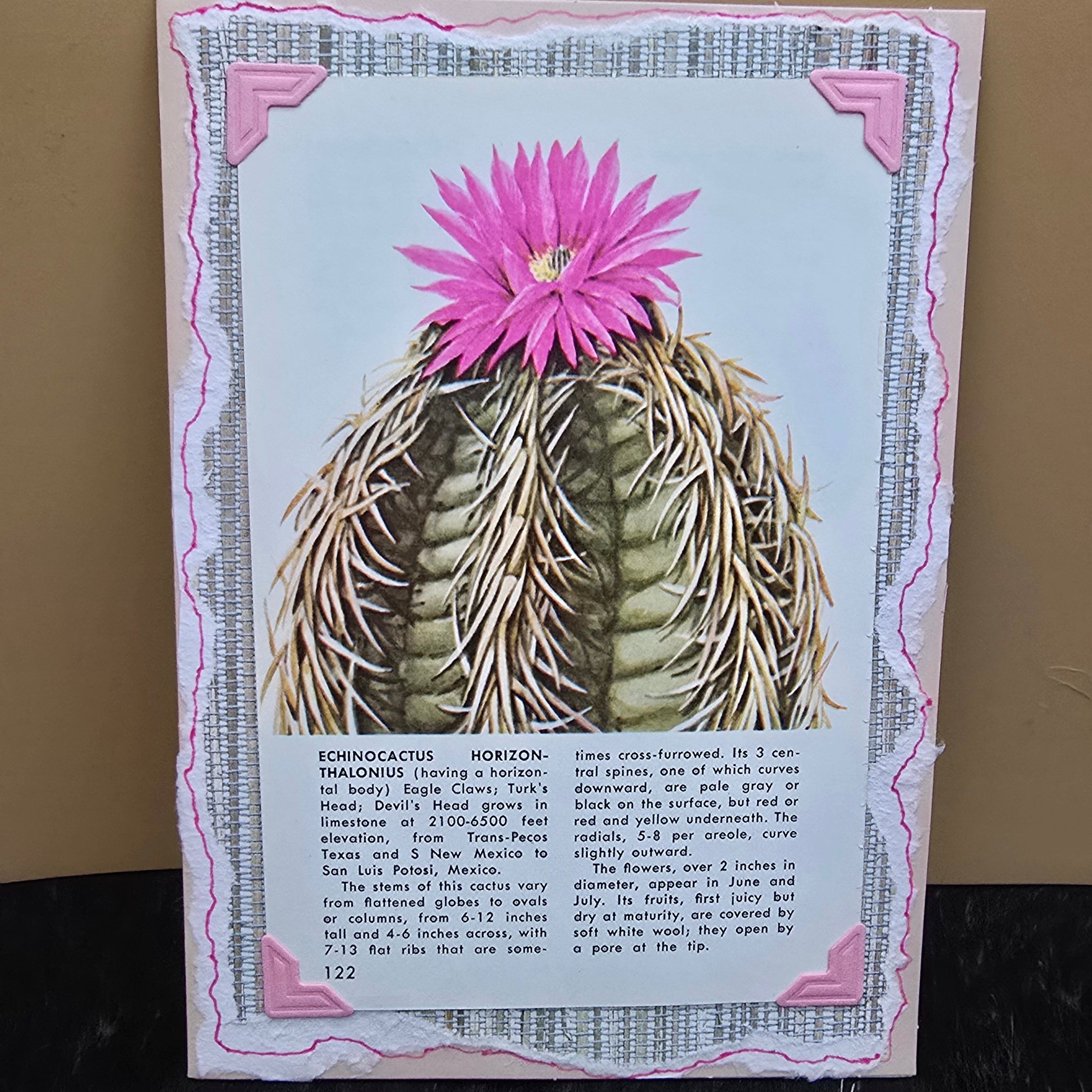 Beautifully Hand Crafted Custom Created Greeting Card Series by Diane Stegman "Eagle Claws Cactus"