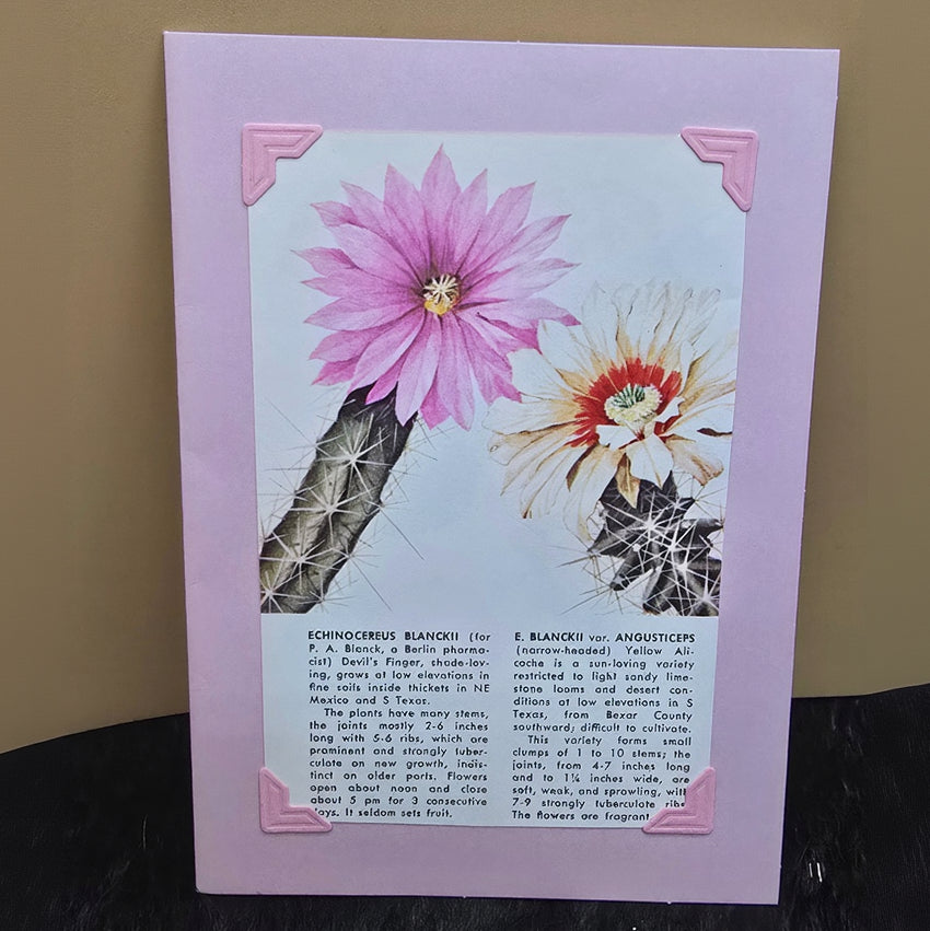 Beautifully Hand Crafted Custom Created Greeting Card Series by Diane Stegman "Devils Finger Cactus"