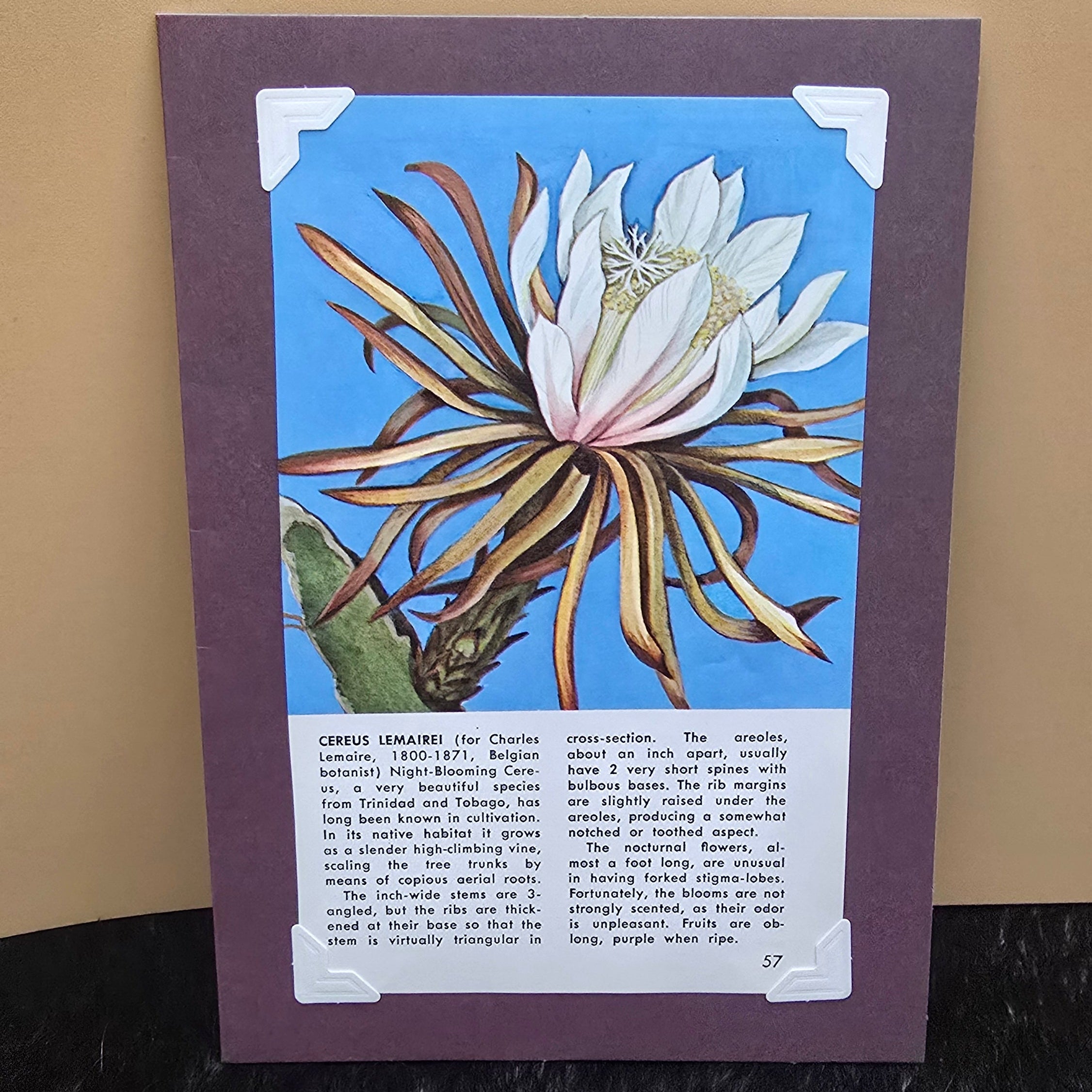 Beautifully Hand Crafted Custom Created Greeting Card Series by Diane Stegman "Lemairei Cactus"