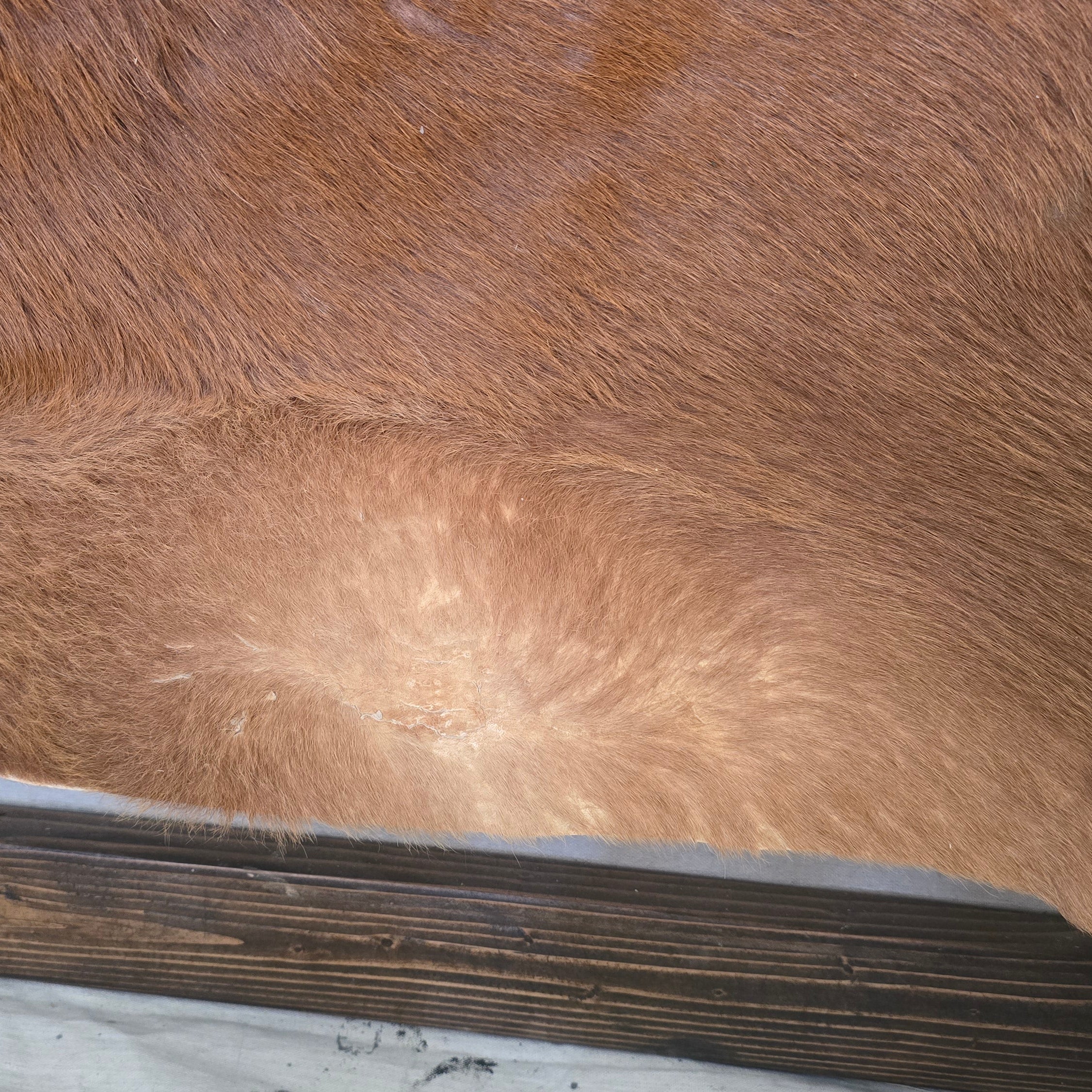 Reliable Brown Cowhide Handmade in Brazil