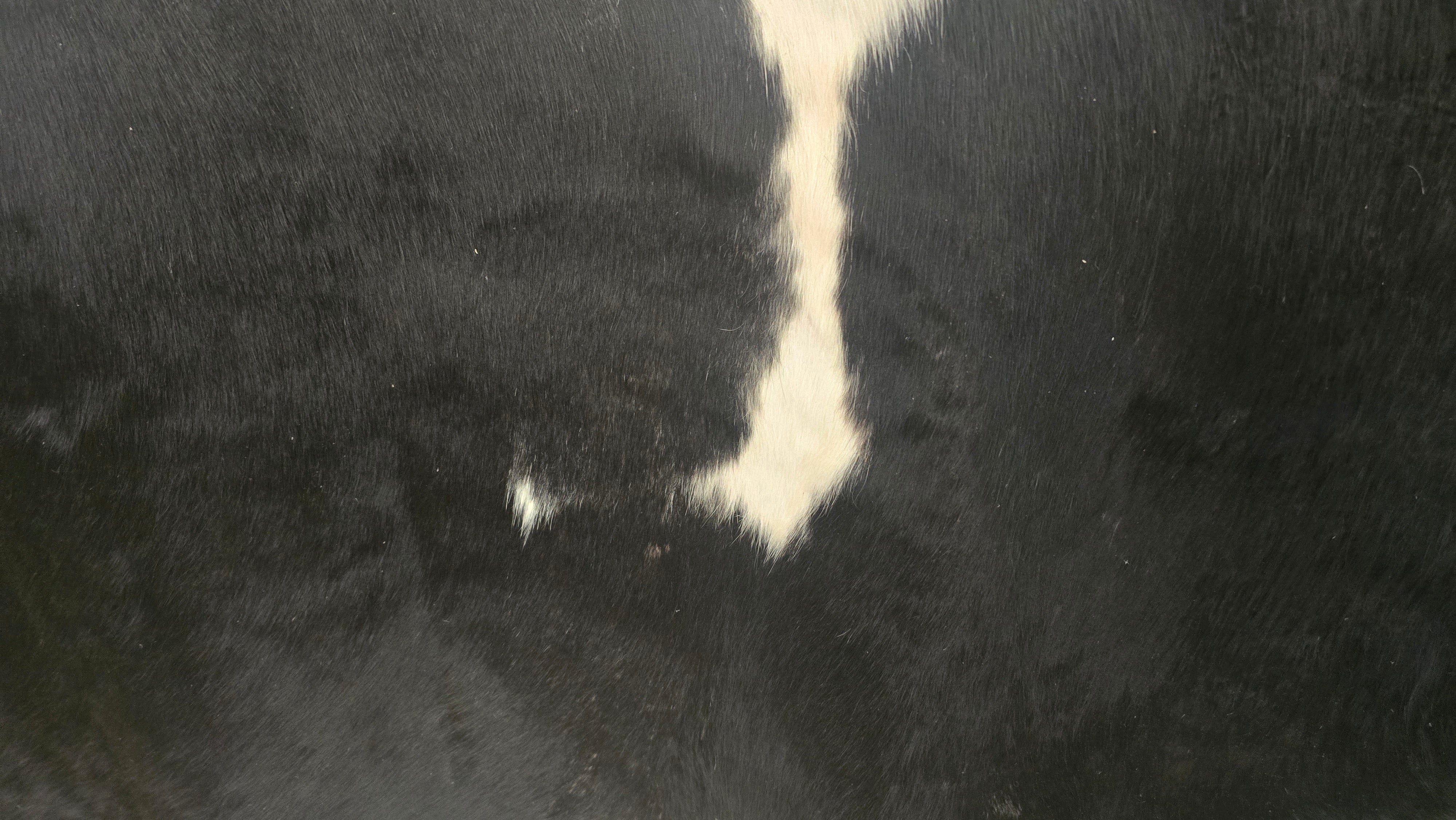 Genuine Black and White Cowhide Handmade in Brazil