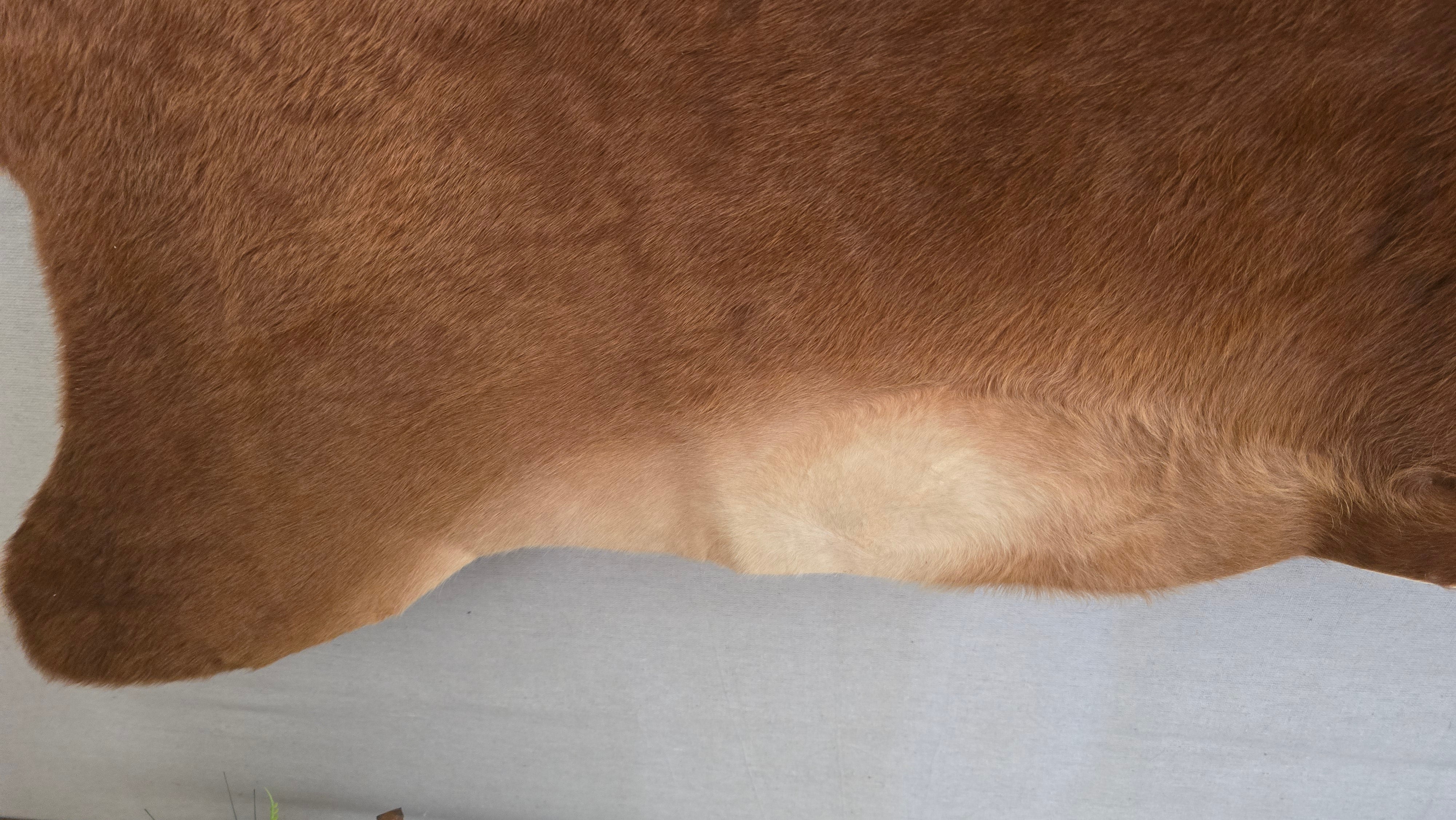 Remarkable Cinnamon Cowhide Made in Brazil