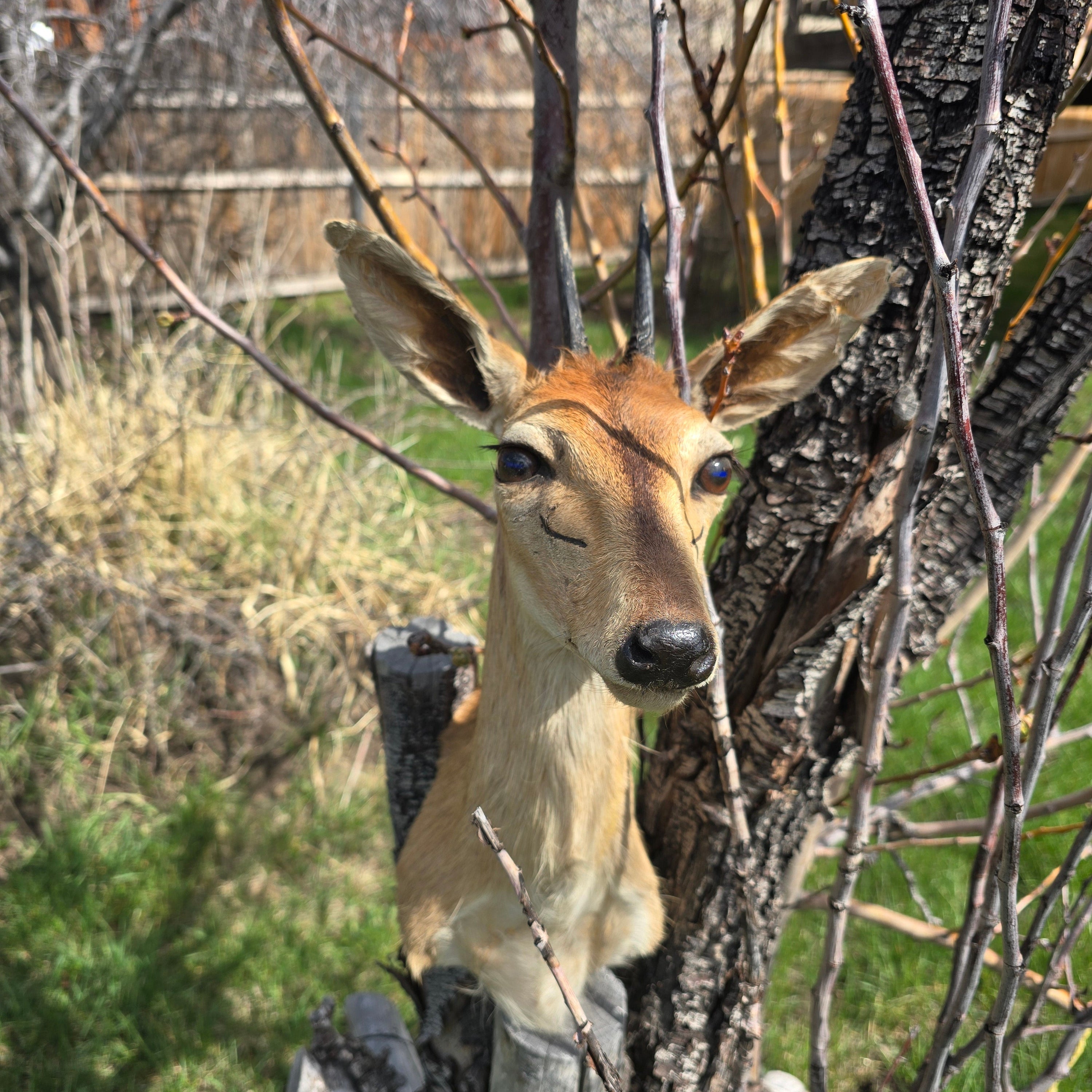 African Male Duiker Taxidermy