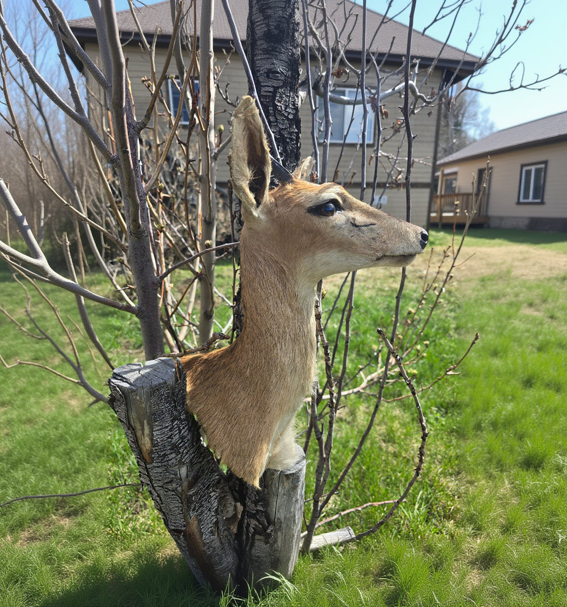 African Male Duiker Taxidermy