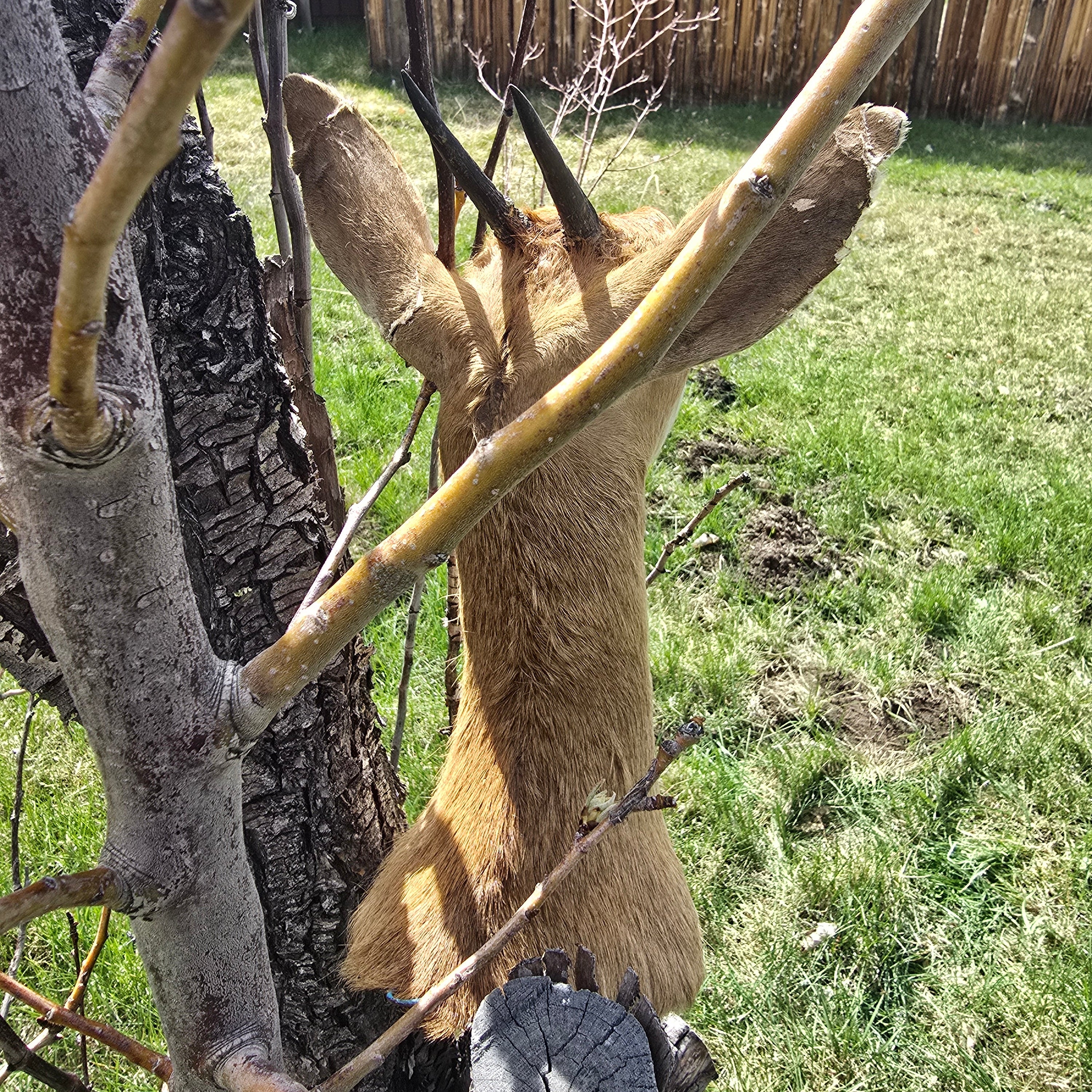 African Male Duiker Taxidermy