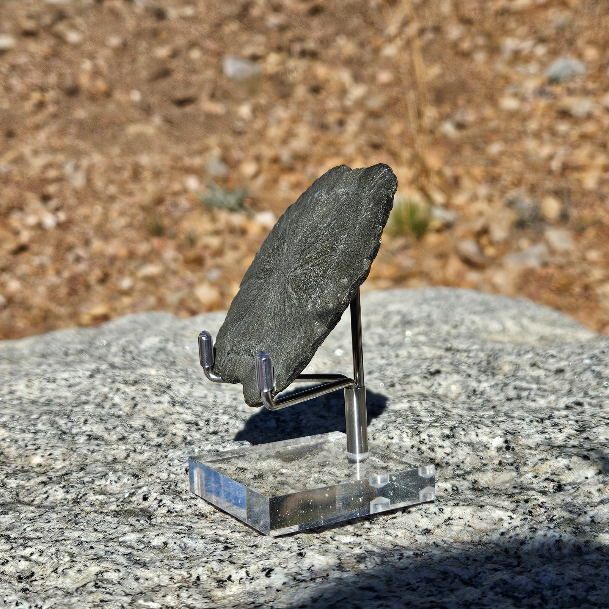 Pyrite Suns aka Pyrite Dollars or Miners' Dollars