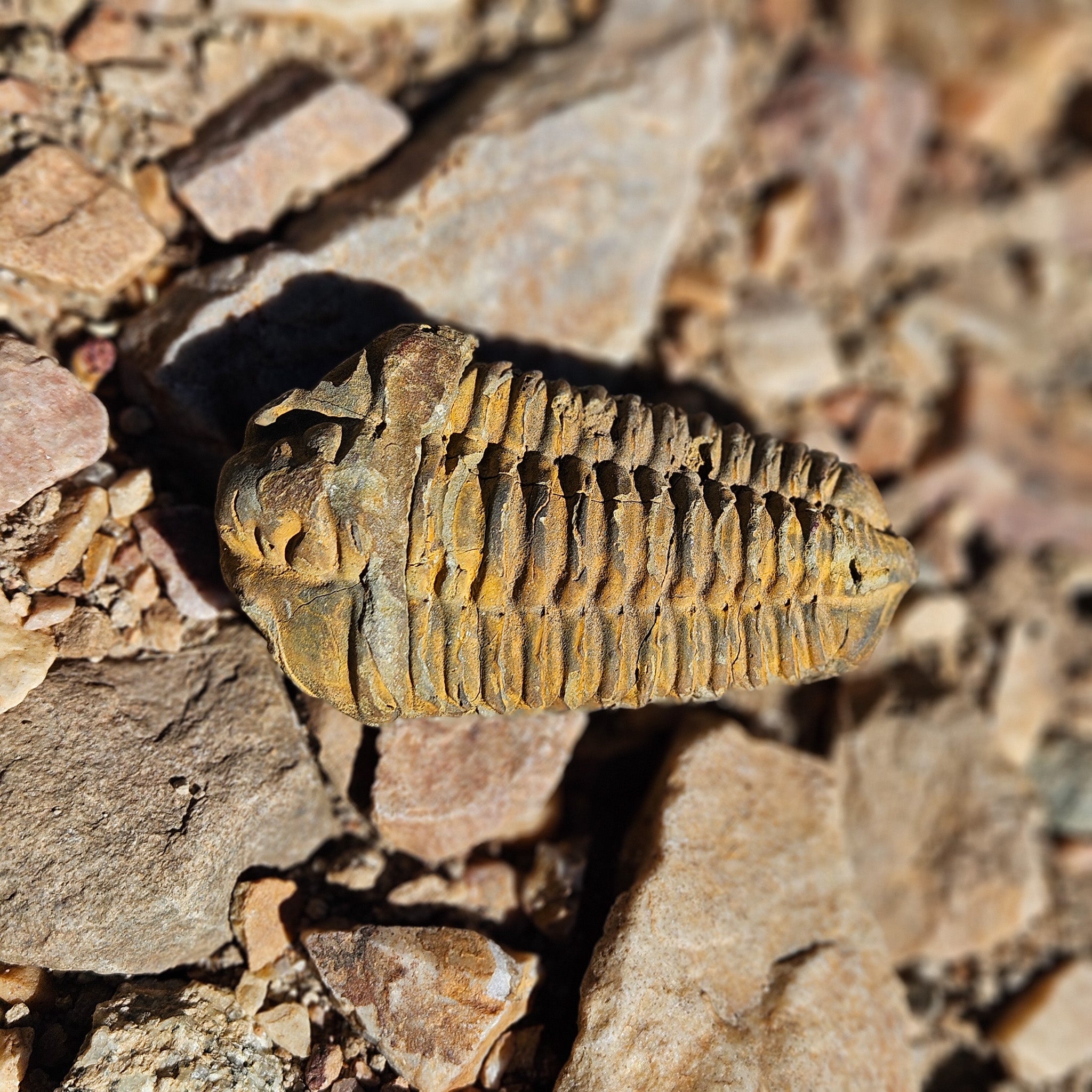 Diacylamine Trilobite Fossil