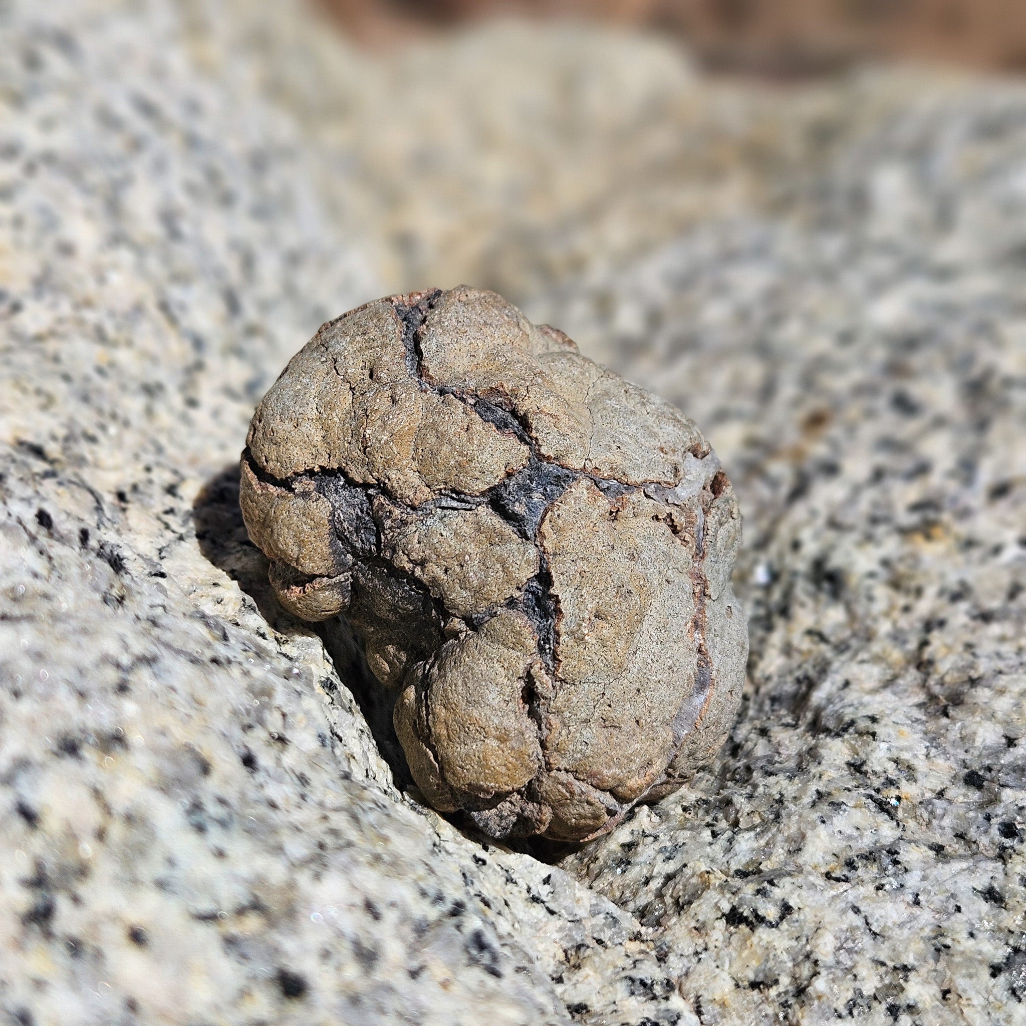 Unique Unbroken Raw Geode