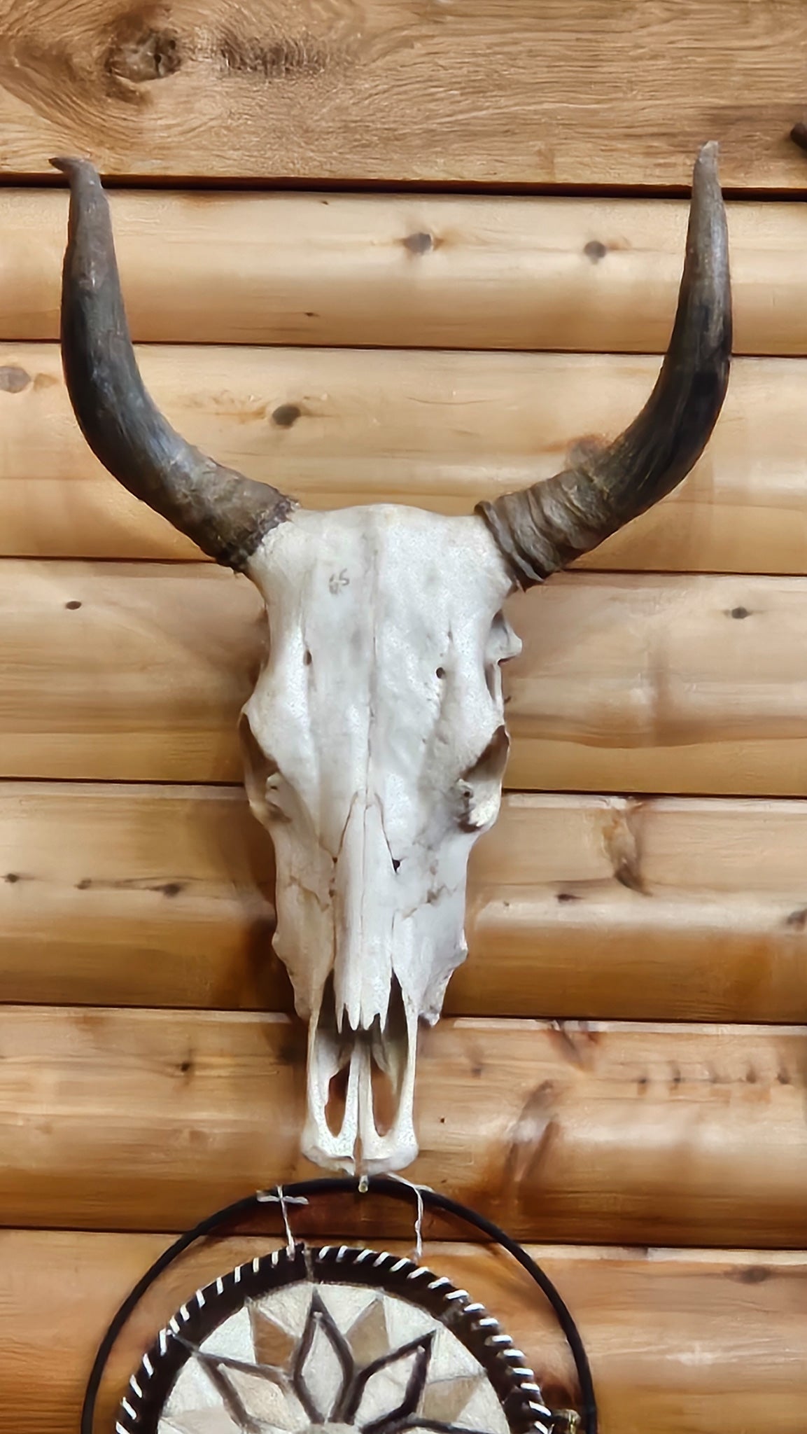 Striking Real Bull Skull