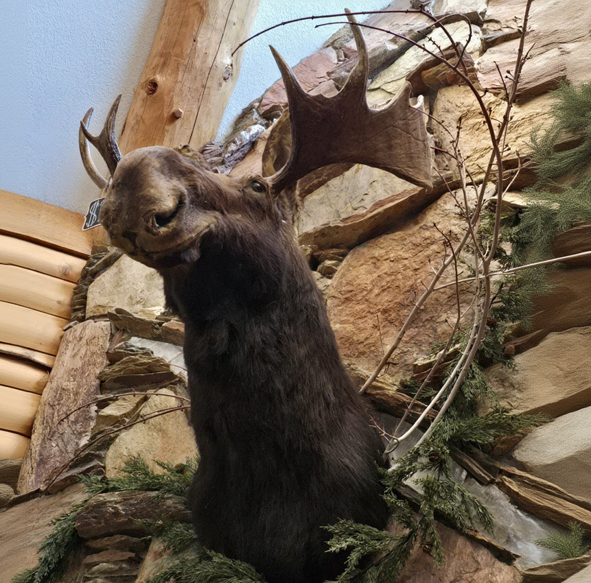 vintage moose head shoulder mount taxidermy with large natural antlers rustic lodge cabin wall decor wildlife display piece