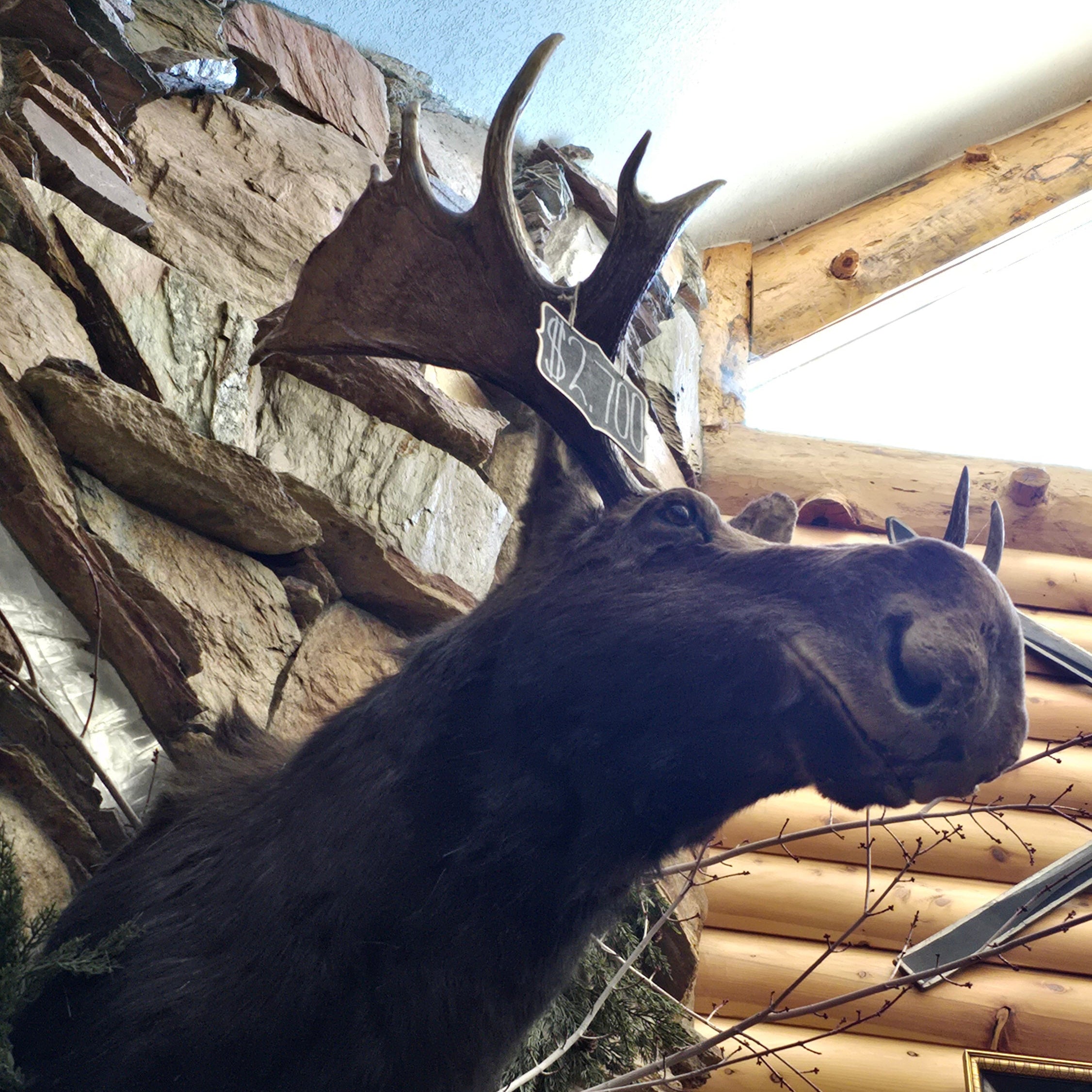 vintage moose head shoulder mount taxidermy with large natural antlers rustic lodge cabin wall decor wildlife display piece