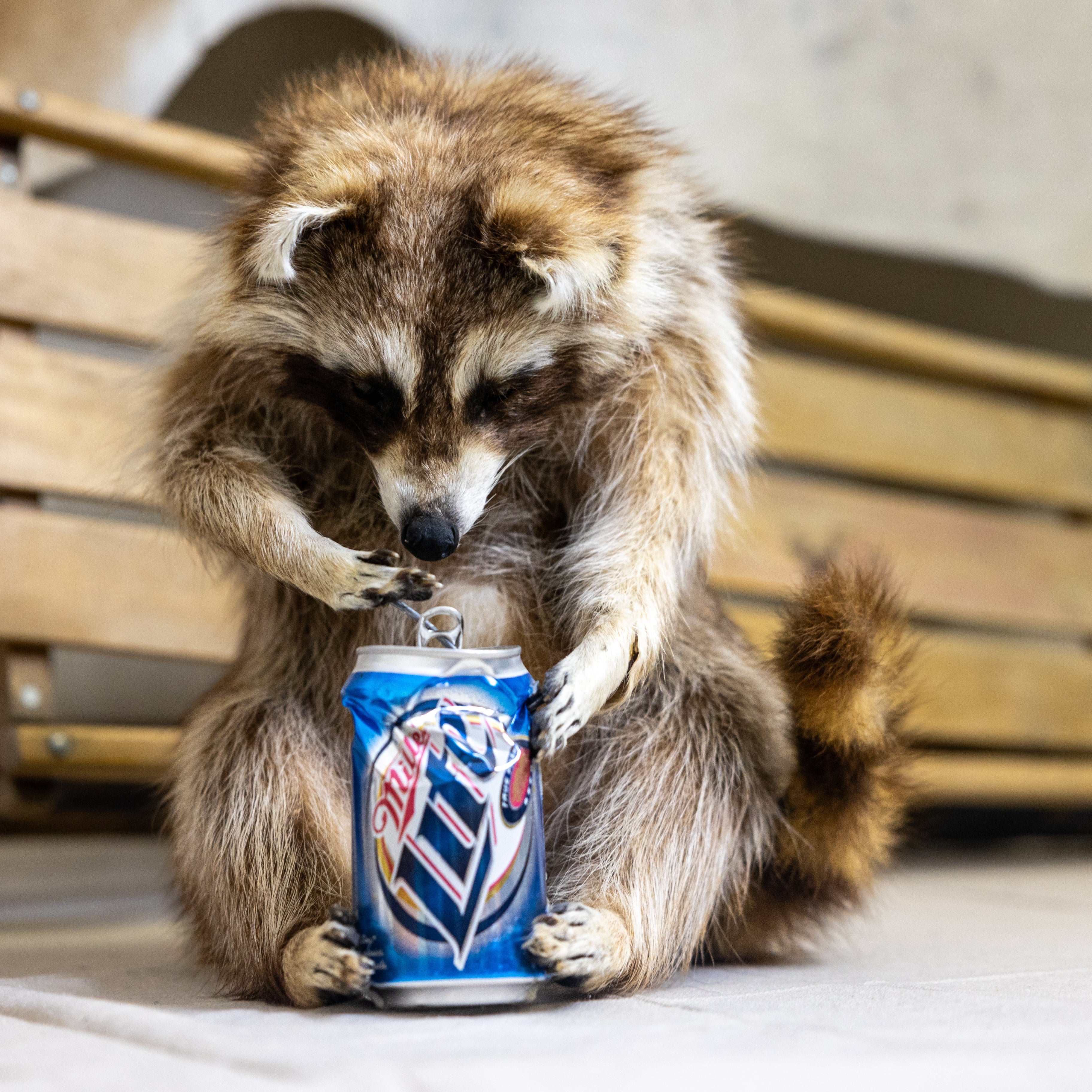 Taxidermized Racoon with a Miller Lite Beer Can Trophy