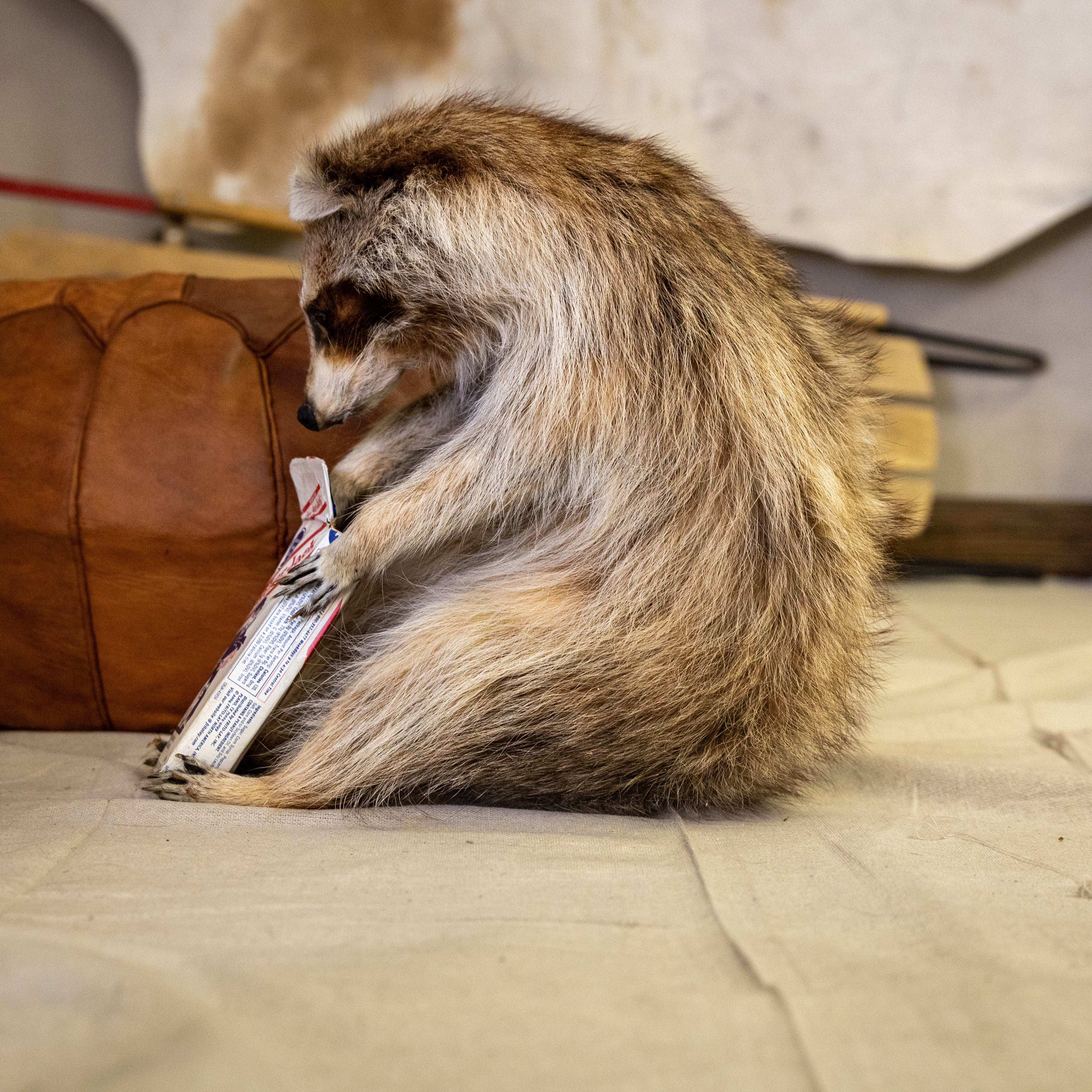 Taxidermized Racoon with a box of cracker jacks Trophy