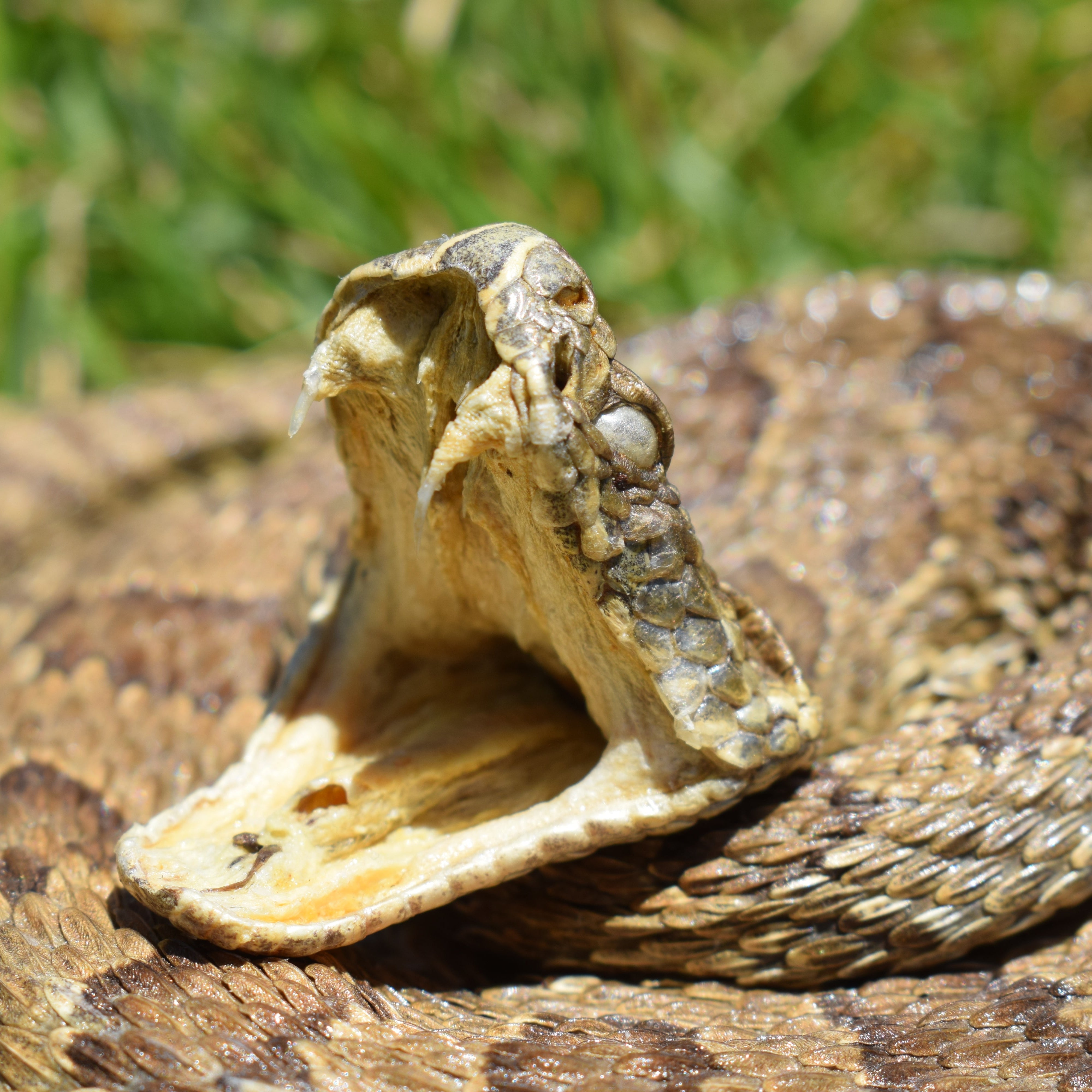vintage Prairie Rattlesnake taxidermy mounted in open mouth low coiled strike pose wildlife collectible display piece