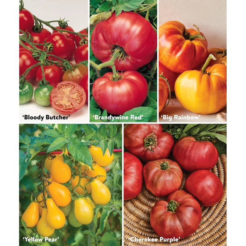Burpee Heirloom Tomato Collection