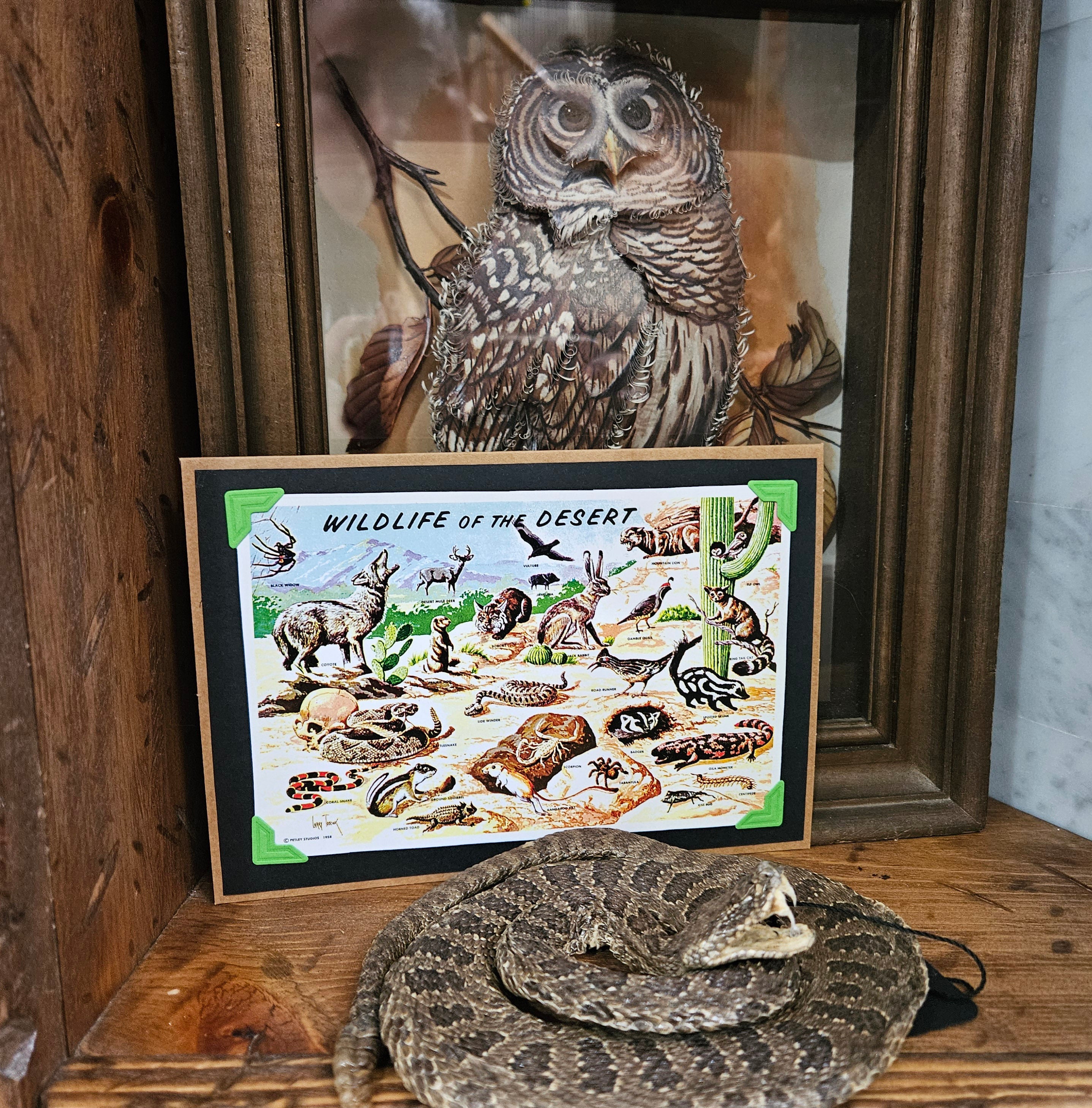 Beautifully Hand Crafted Custom Created Greeting Card Series by Diane Stegman "Wildlife of the Desert"