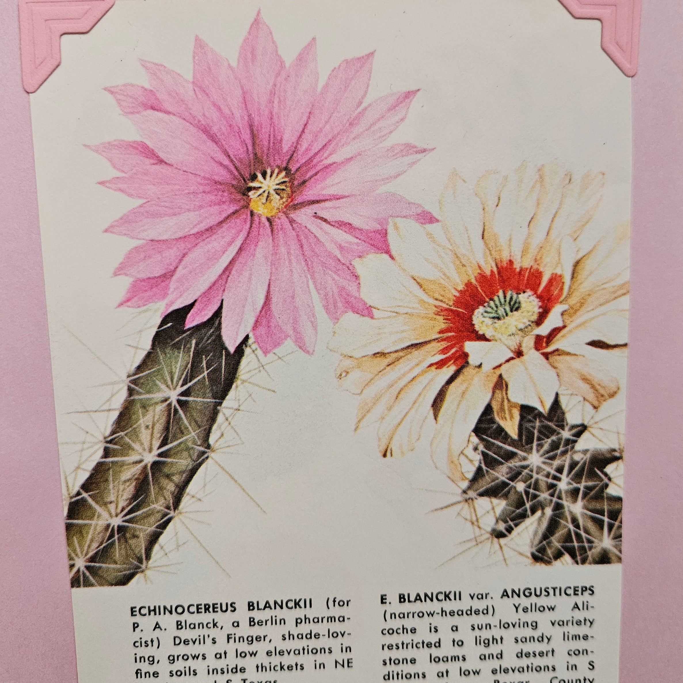 Beautifully Hand Crafted Custom Created Greeting Card Series by Diane Stegman "Devils Finger Cactus"