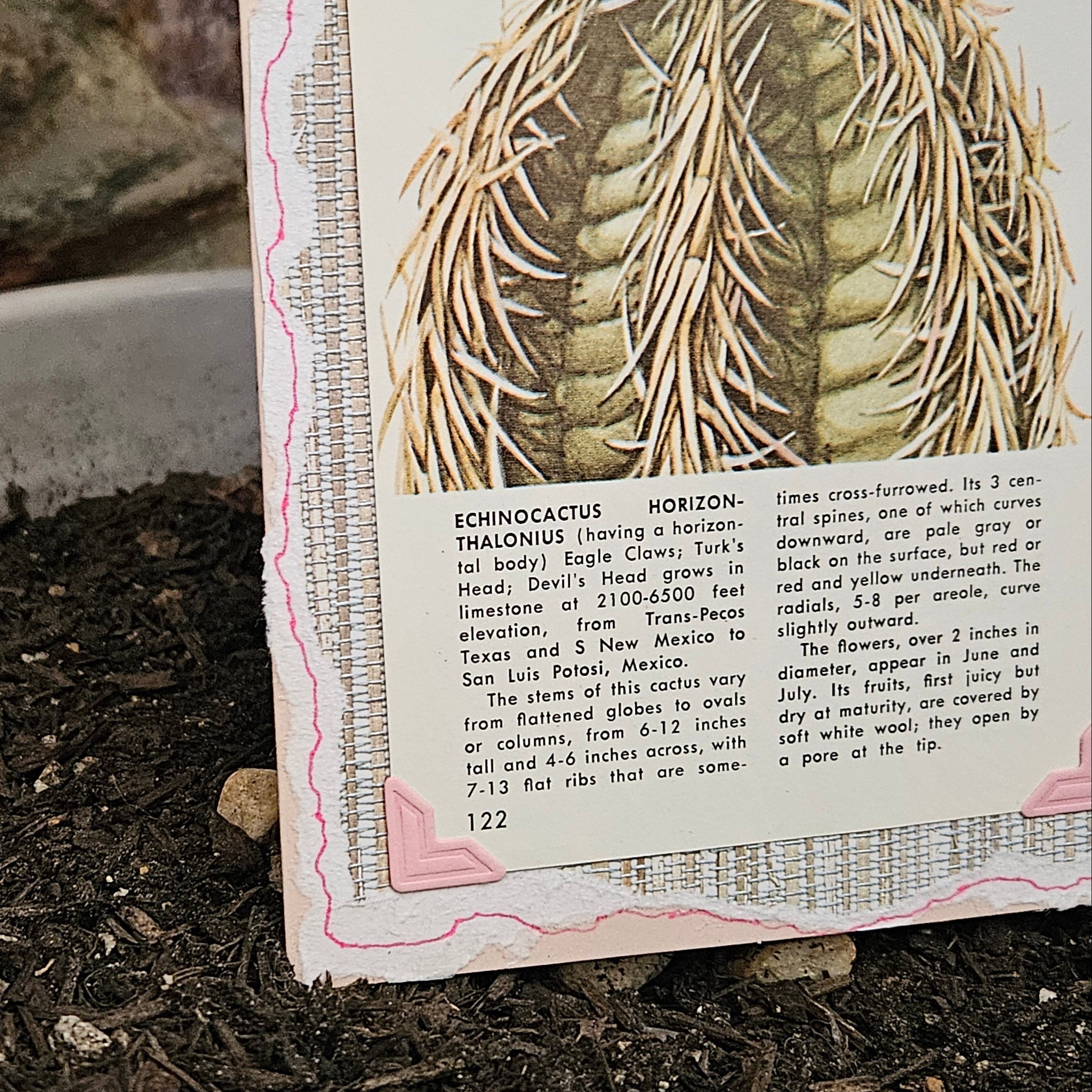 Beautifully Hand Crafted Custom Created Greeting Card Series by Diane Stegman "Eagle Claws Cactus"