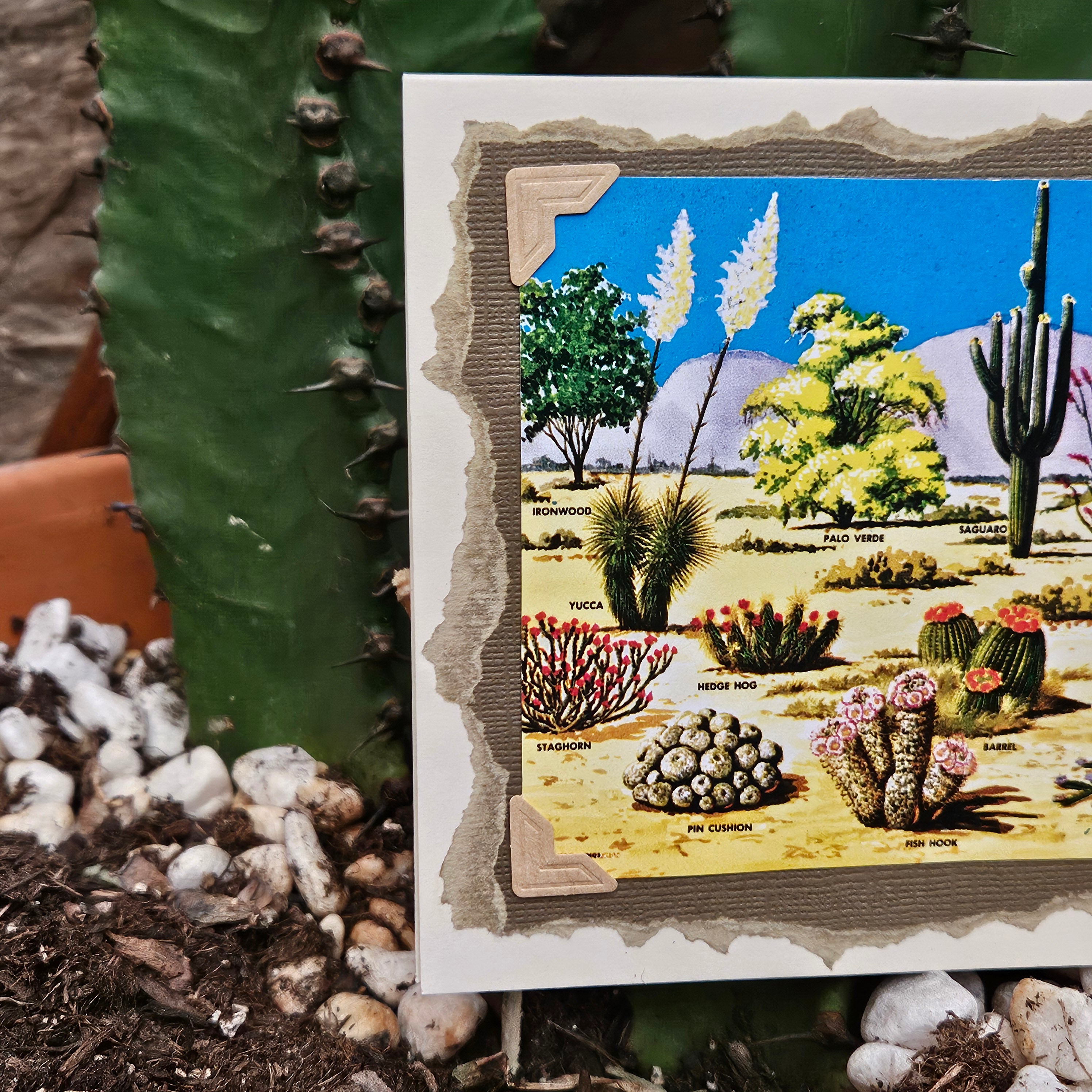 Beautifully Hand Crafted Custom Created Greeting Card Series by Diane Stegman "Cactus Identification"