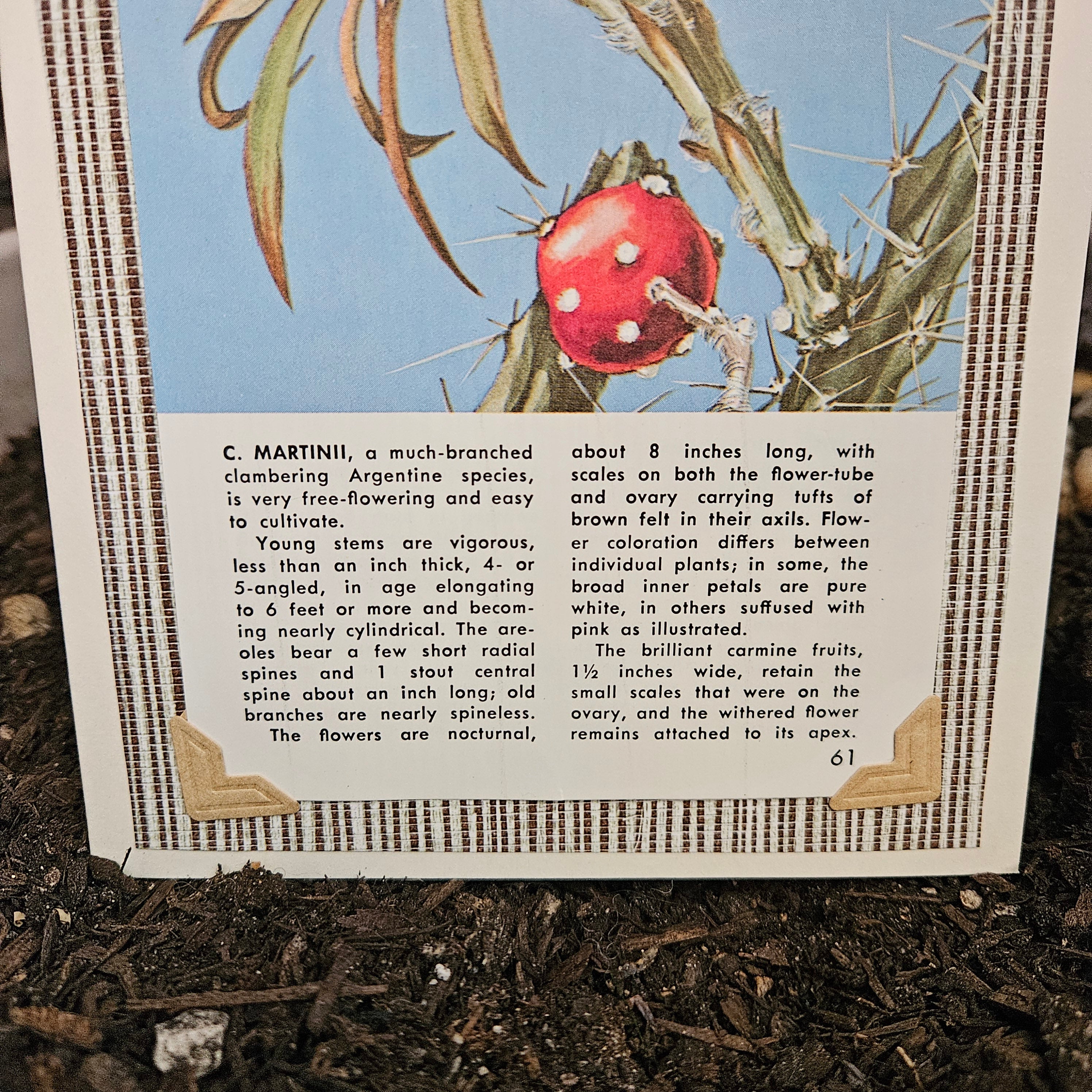 Beautifully Hand Crafted Custom Created Greeting Card Series by Diane Stegman "C. Martinii Flowering Cactus"