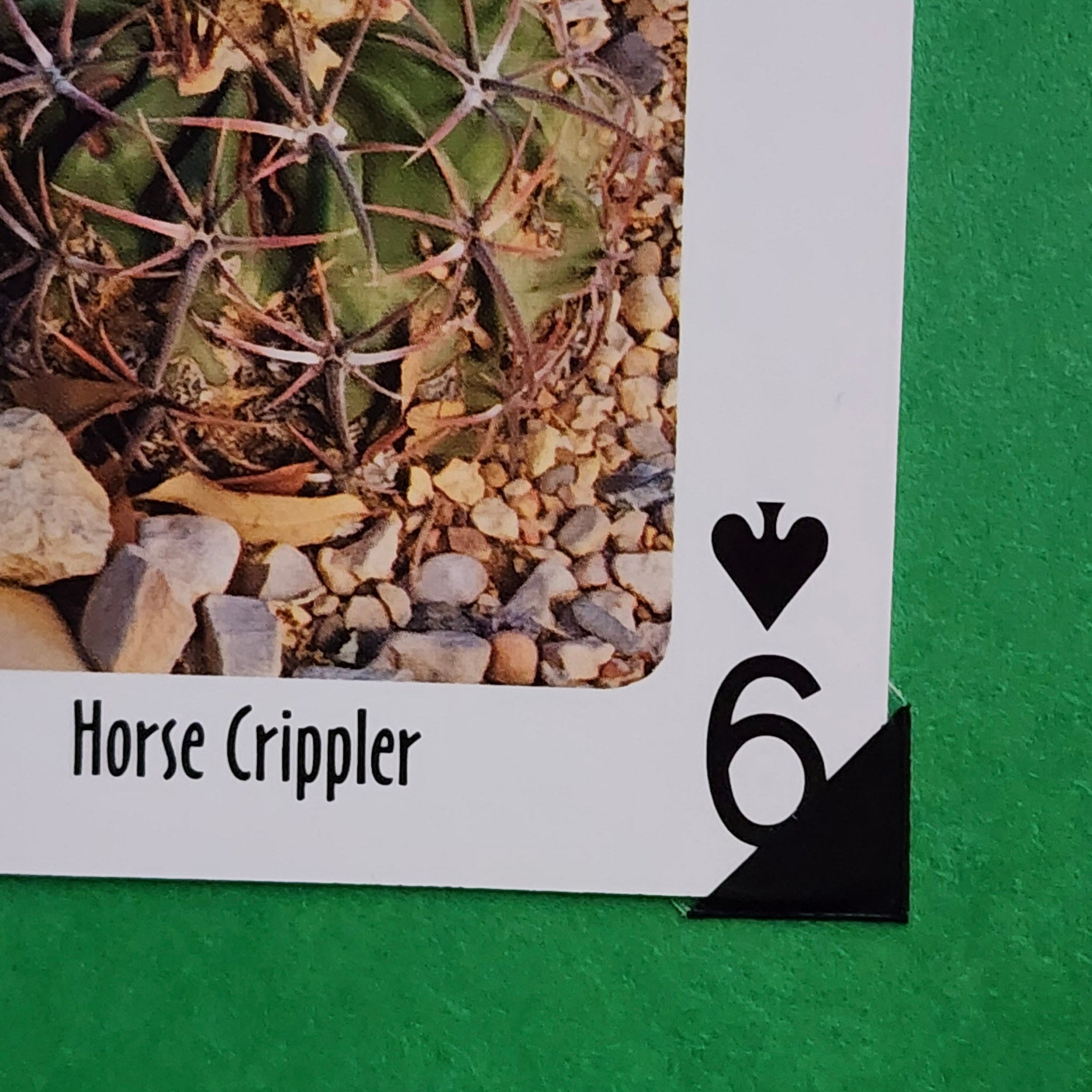 Beautifully Hand Crafted Custom Created Greeting Card Series by Diane Stegman "Horse Crippler Cactus"