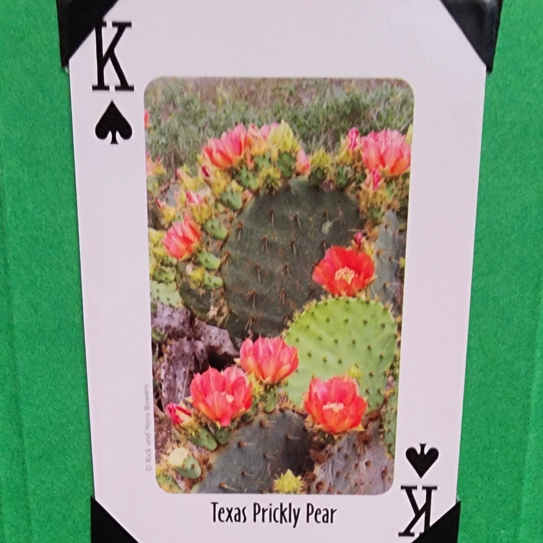 Beautifully Hand Crafted Custom Created Greeting Card Series by Diane Stegman "Texas Prickly Pear"