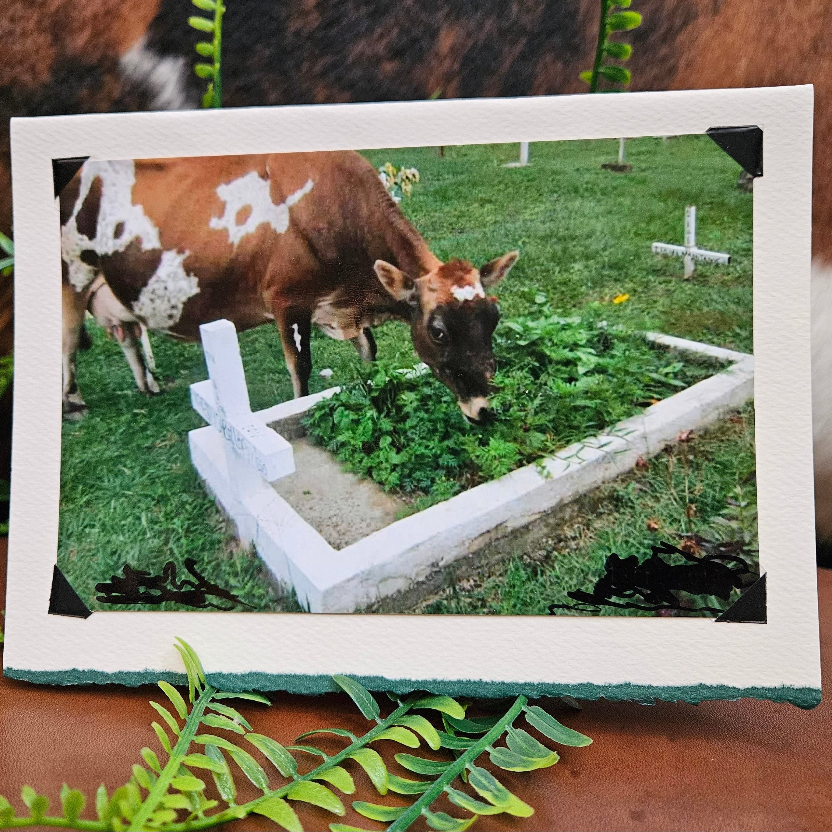 Beautifully Hand Crafted Custom Created Greeting Card Series by Diane Stegman "Happy Cow"