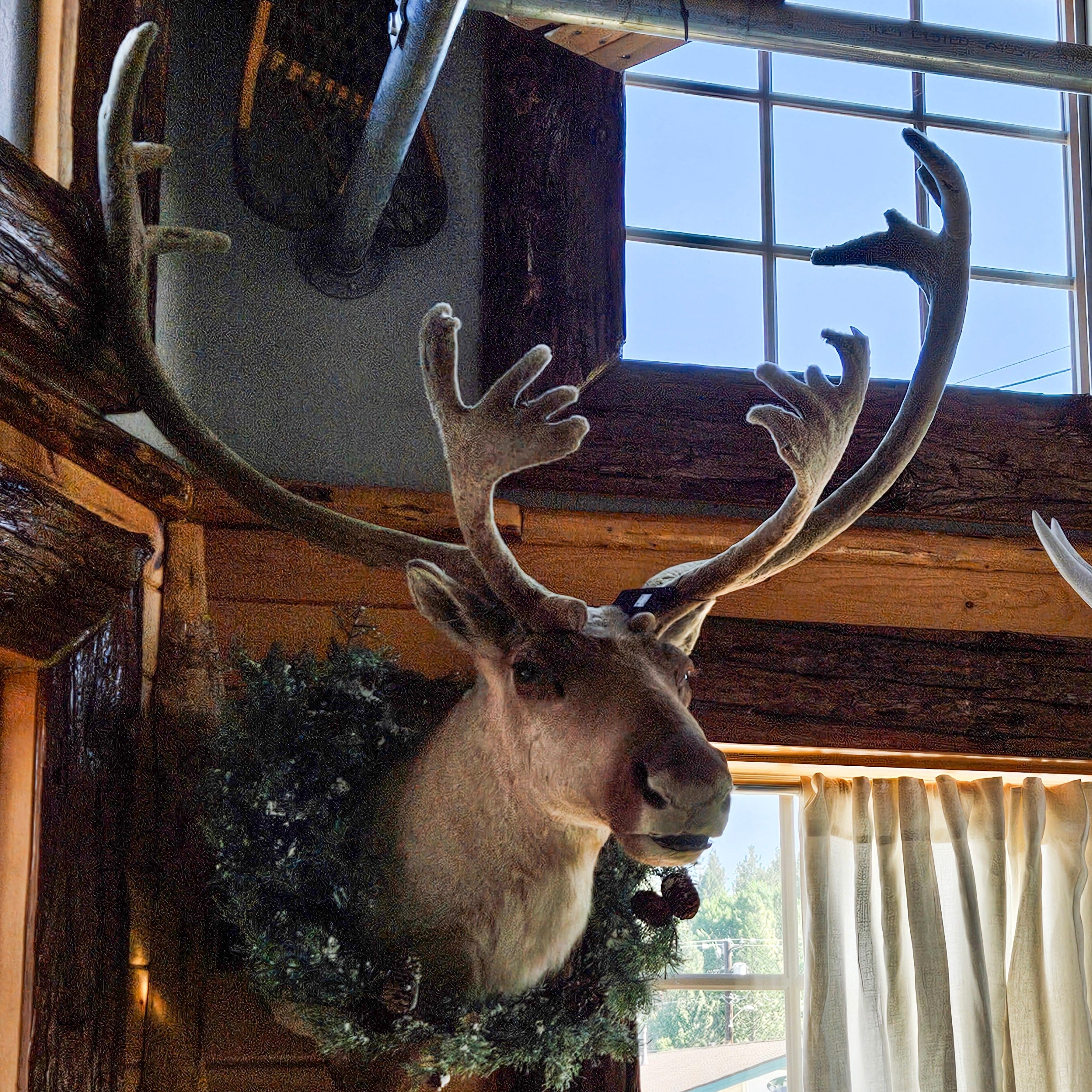 Vintage Caribou Taxidermy Shoulder Mount Large  Wall Decor
