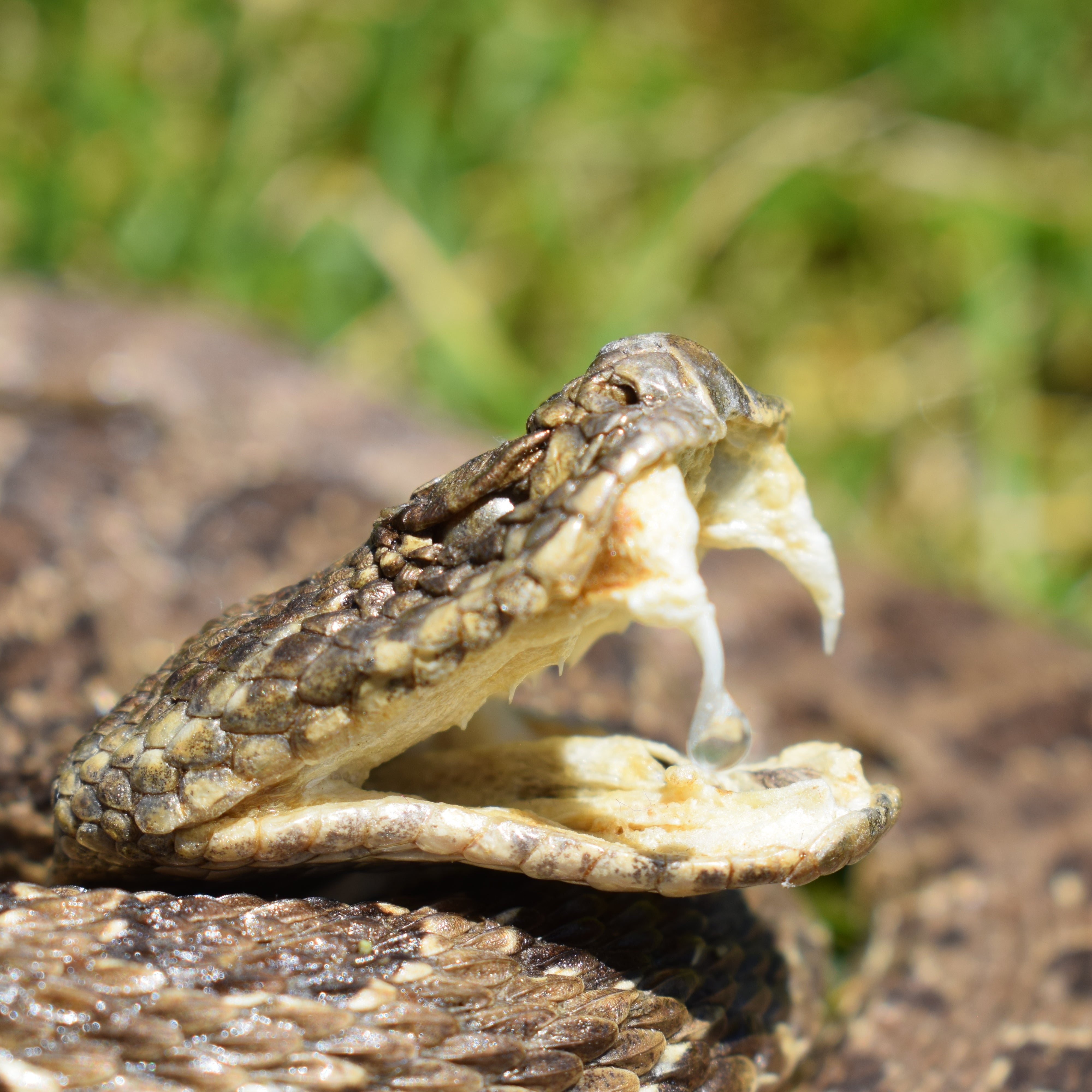 Vintage Medium Prairie Rattlesnake Open Mouth Low Coiled