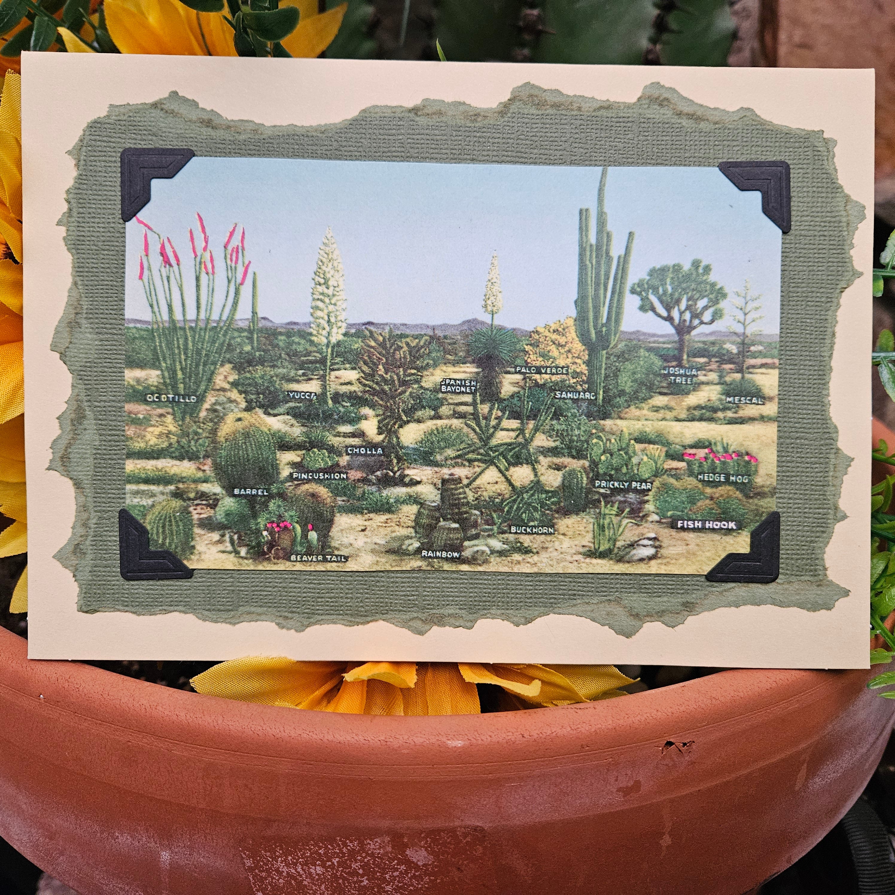 Beautifully Hand Crafted Custom Created Greeting Card Series by Diane Stegman "Various Cactus Names"
