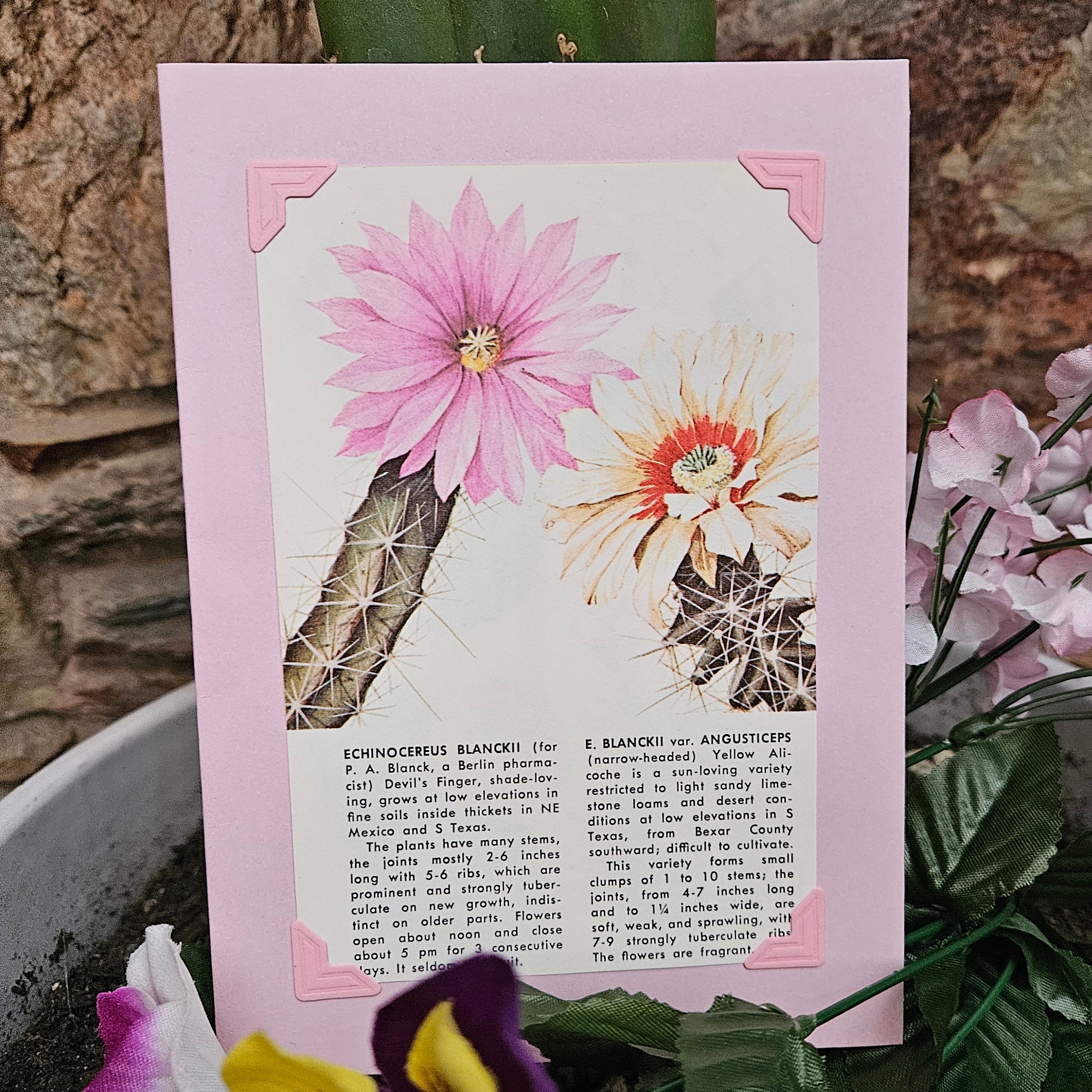 Beautifully Hand Crafted Custom Created Greeting Card Series by Diane Stegman "Devils Finger Cactus"