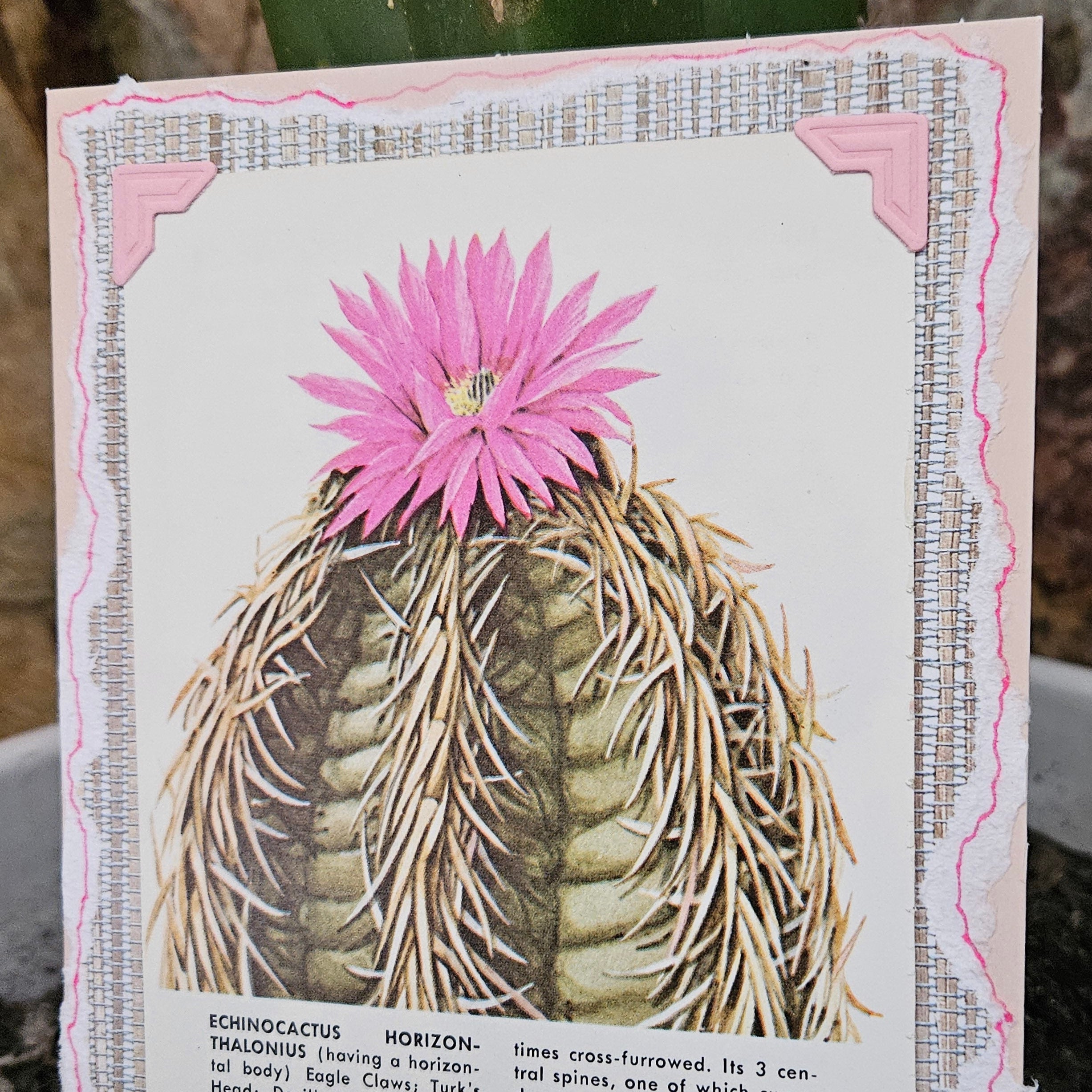 Beautifully Hand Crafted Custom Created Greeting Card Series by Diane Stegman "Eagle Claws Cactus"