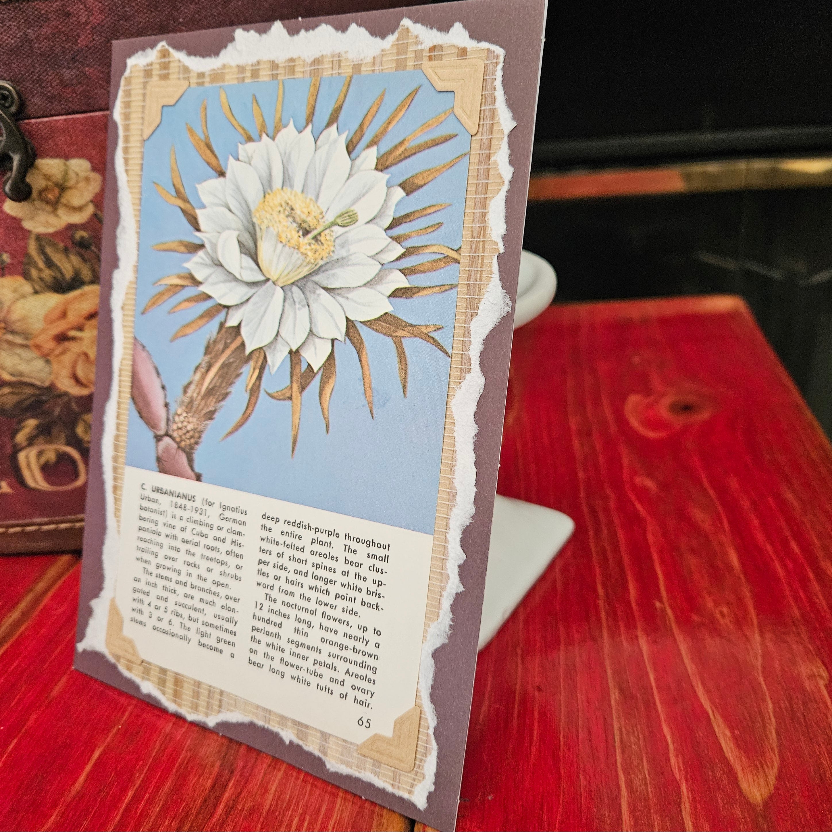Beautifully Hand Crafted Custom Created Greeting Card Series by Diane Stegman "C. Urbanianus Cactus"