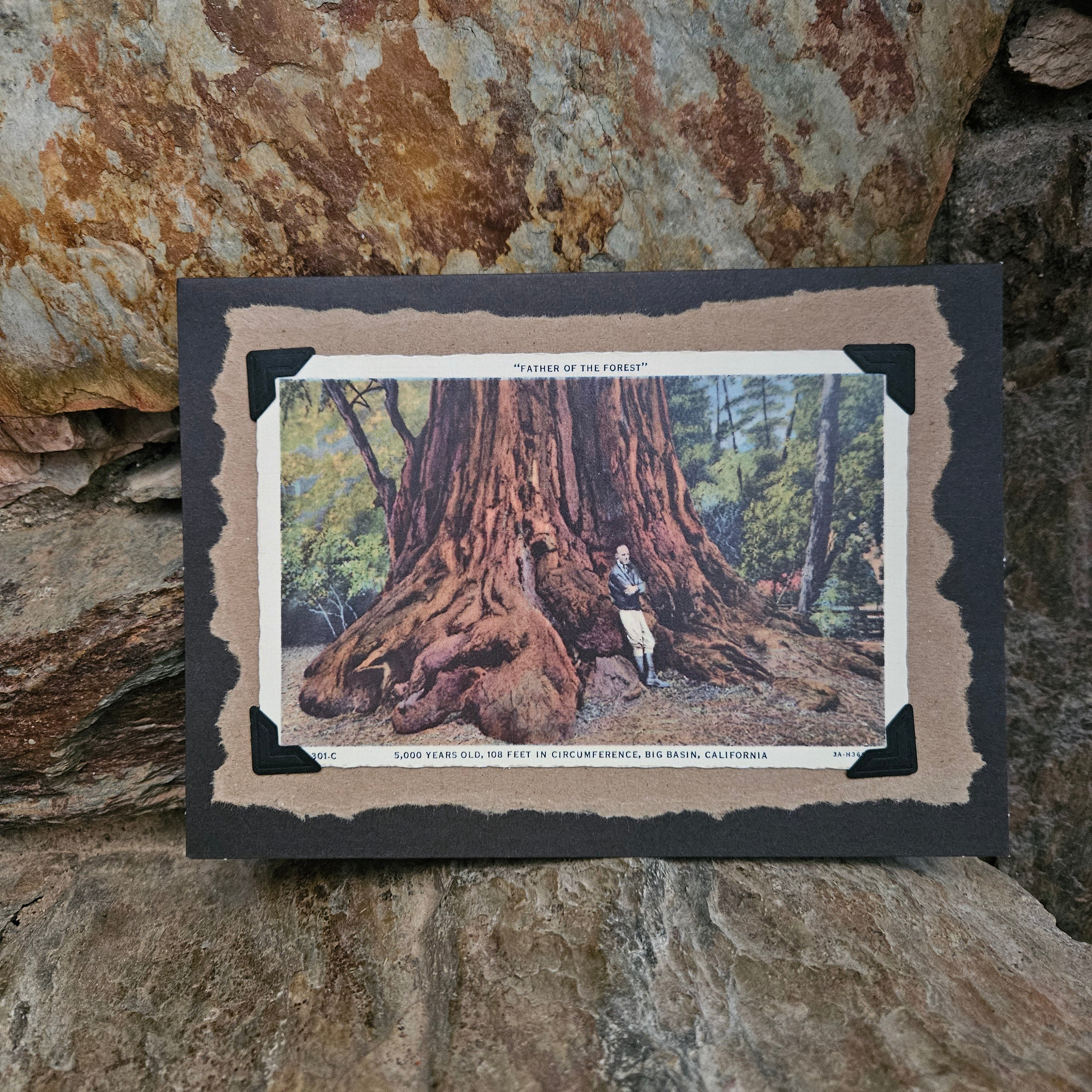 Beautifully Hand Crafted Custom Created Greeting Card Series by Diane Stegman "Father of the Forest"